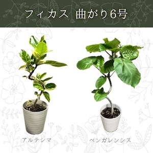 フィカス 曲がり6号