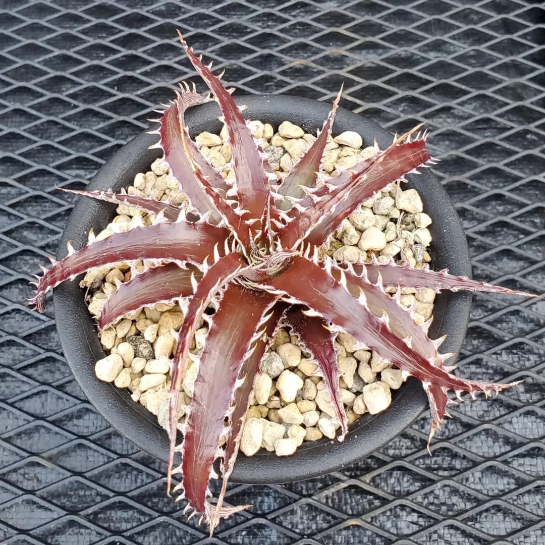 F00104_【XDT0009】xDyctia (Dyckia 'Arizona' x Hechtia glomerata