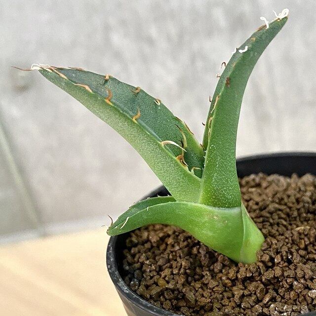 agave titanota / アガベ チタノタ 【子株】【観葉植物】【多肉植物