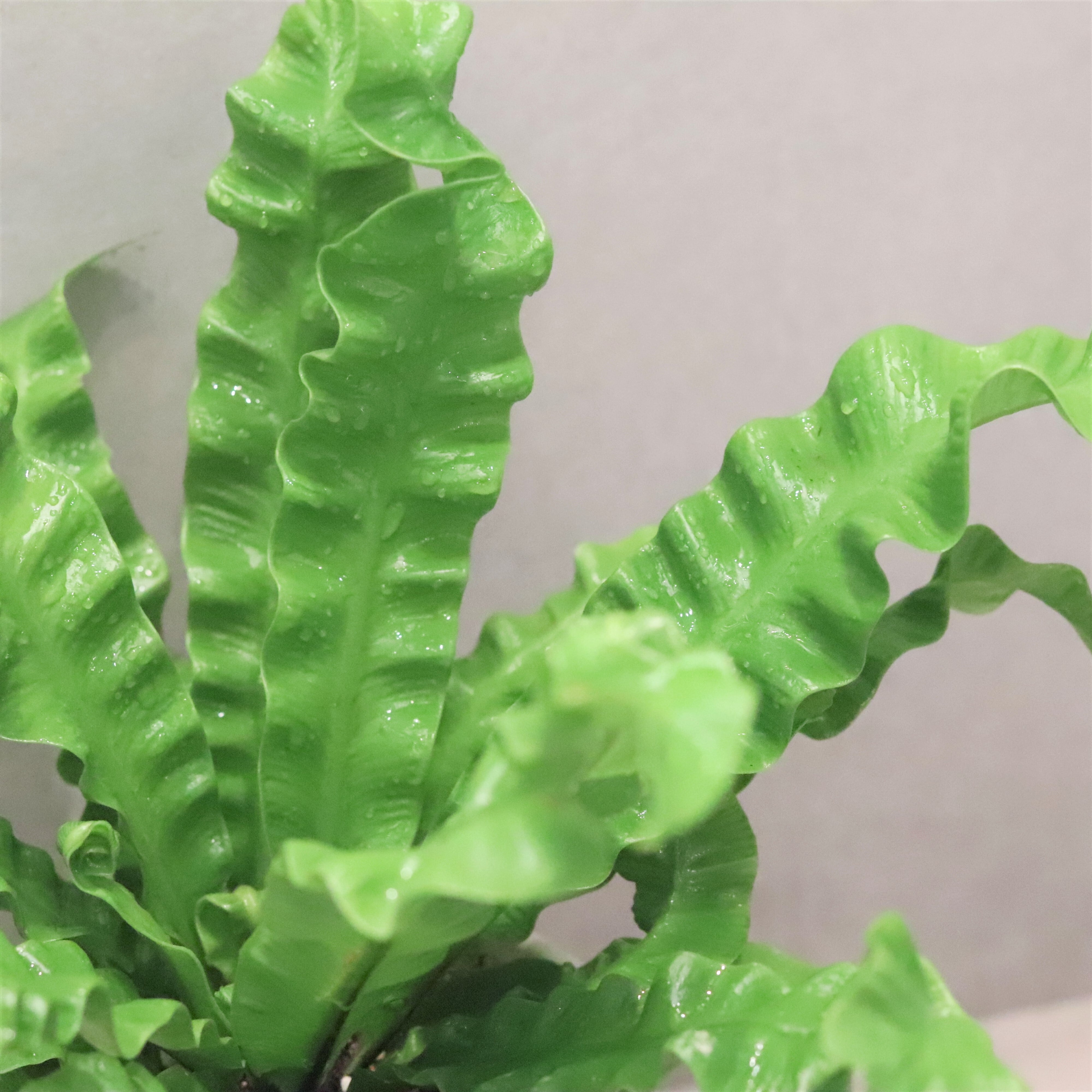 グリーン エメラルドウェーブ ジーフラットインテリアショップ Online Shop