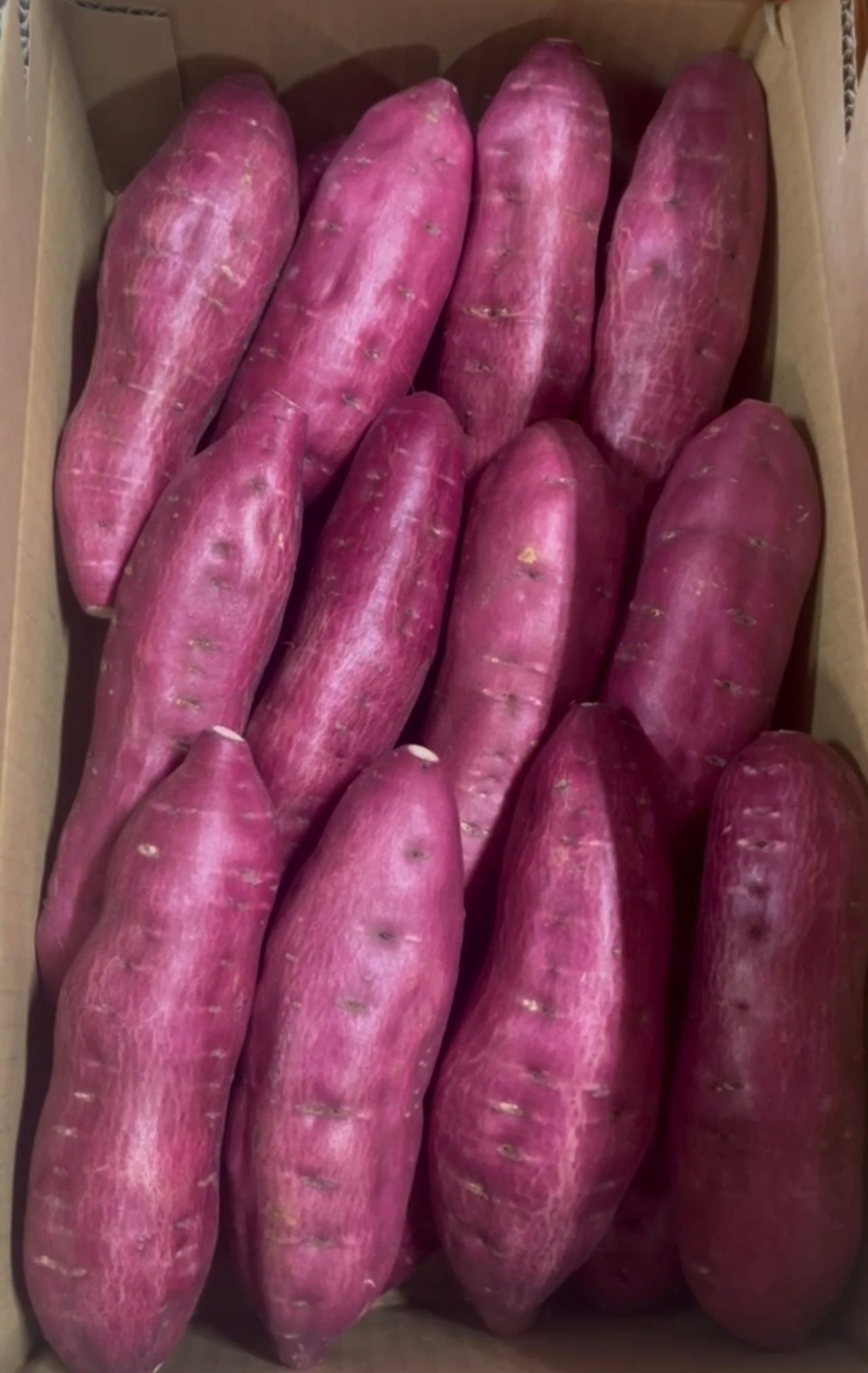 【贈答品に】　里浦だいちゃん 3kg