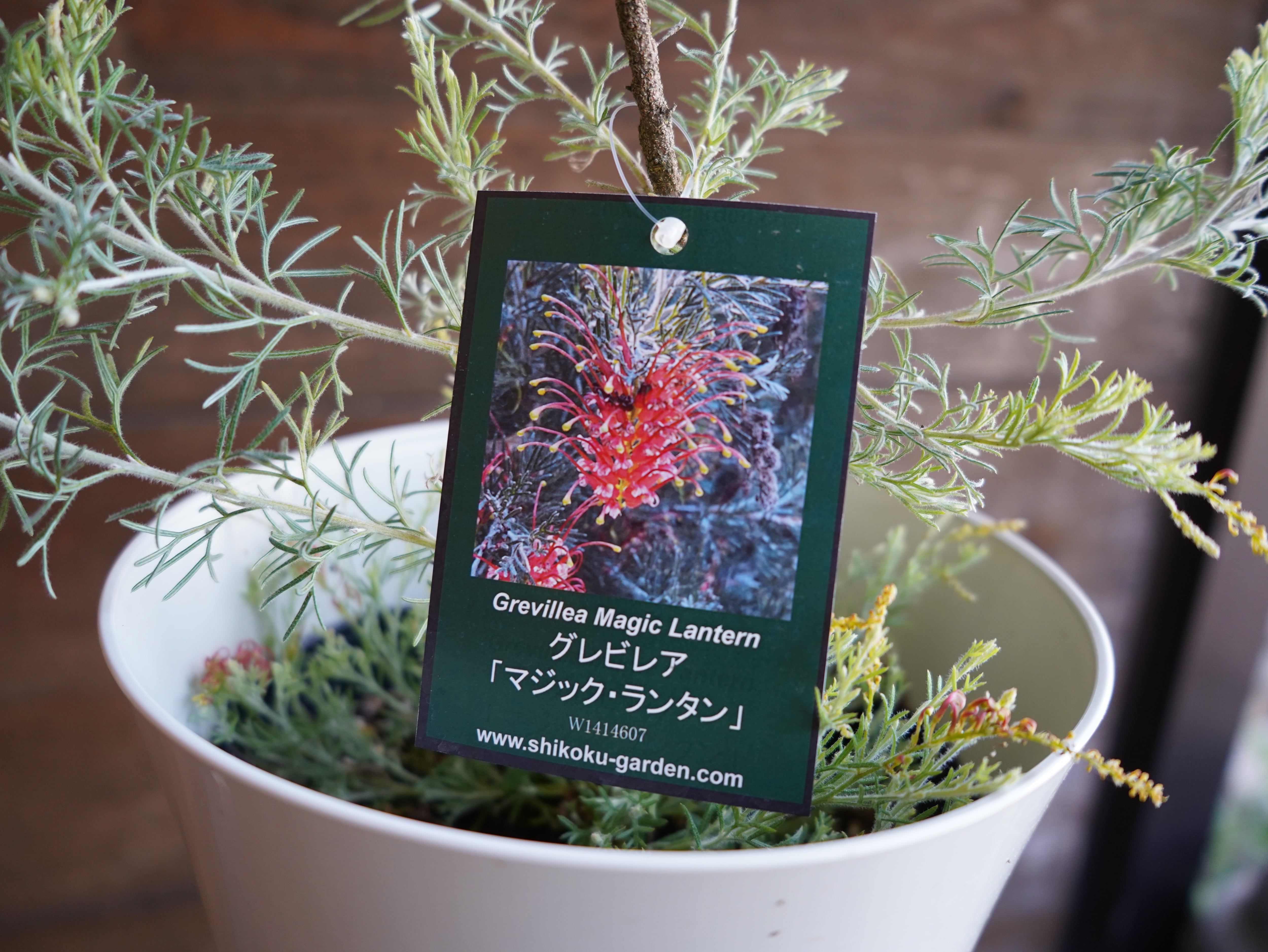 【現物】グレビレア　”マジックランタン”