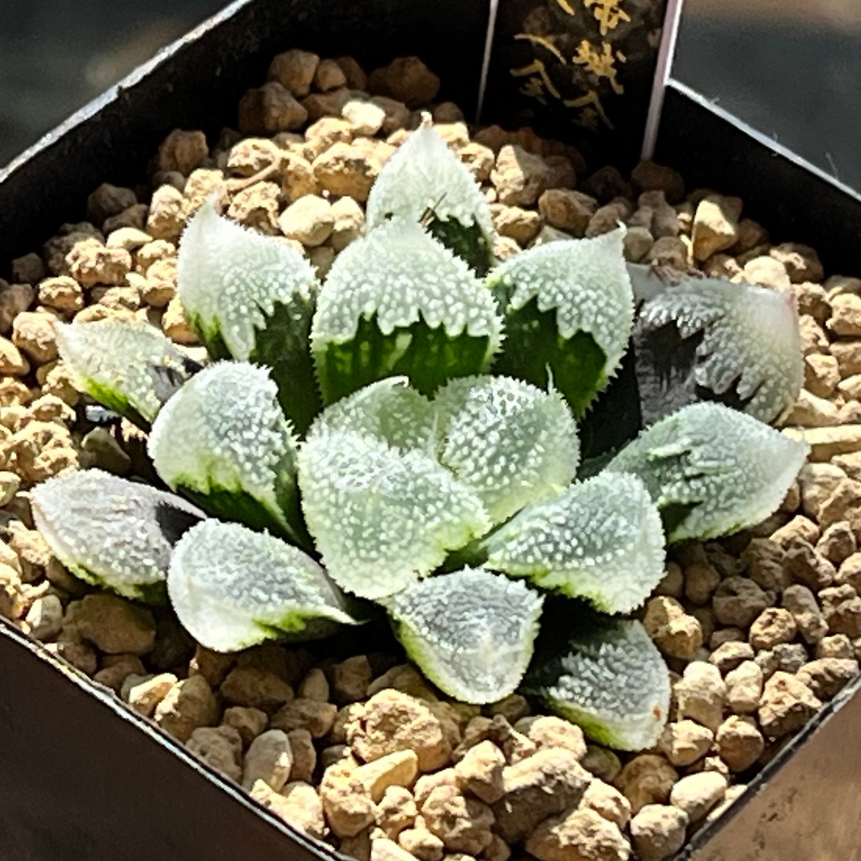 ハオルチア B型コンプトミュータント錦① | mocono_plants