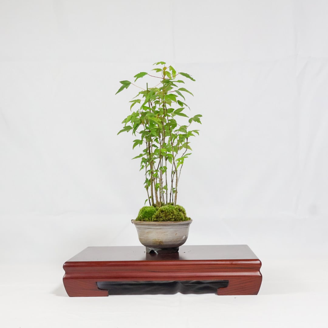 唐楓／トウカエデ盆栽（NA-003） | 和の暮らし盆栽店 | 公式オンライン