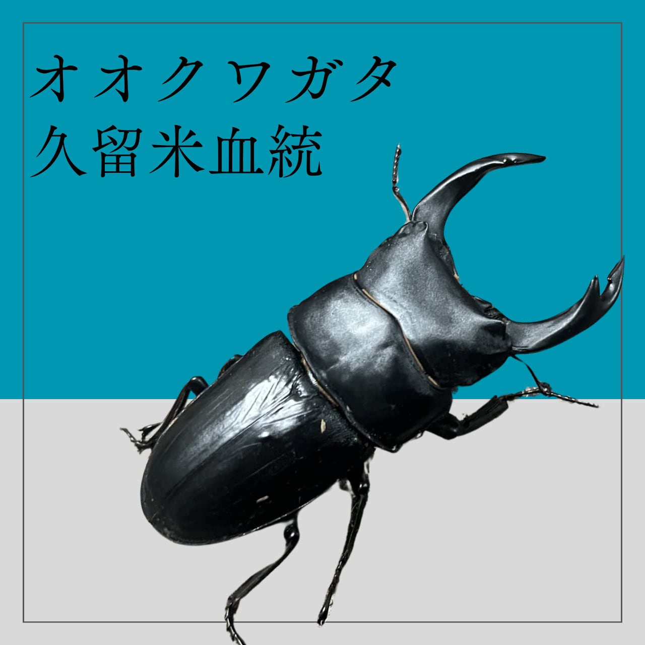 激安委託オオクワガタ 久留米血統 ペア オス65～69mm | 輝心堂 最