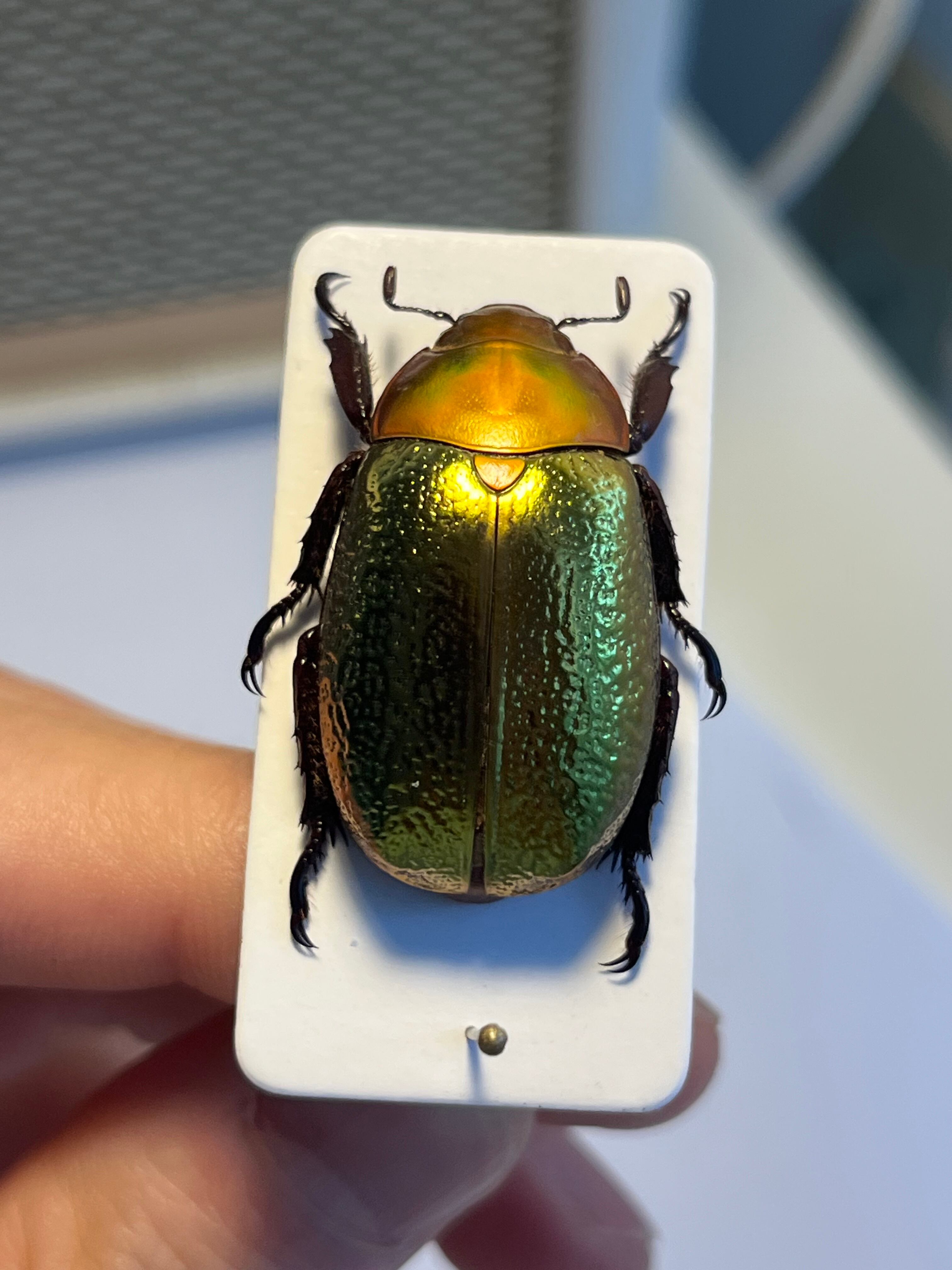 最新作】ボウカルディプラチナコガネ Chrysina boucardi GOLDform 頭が