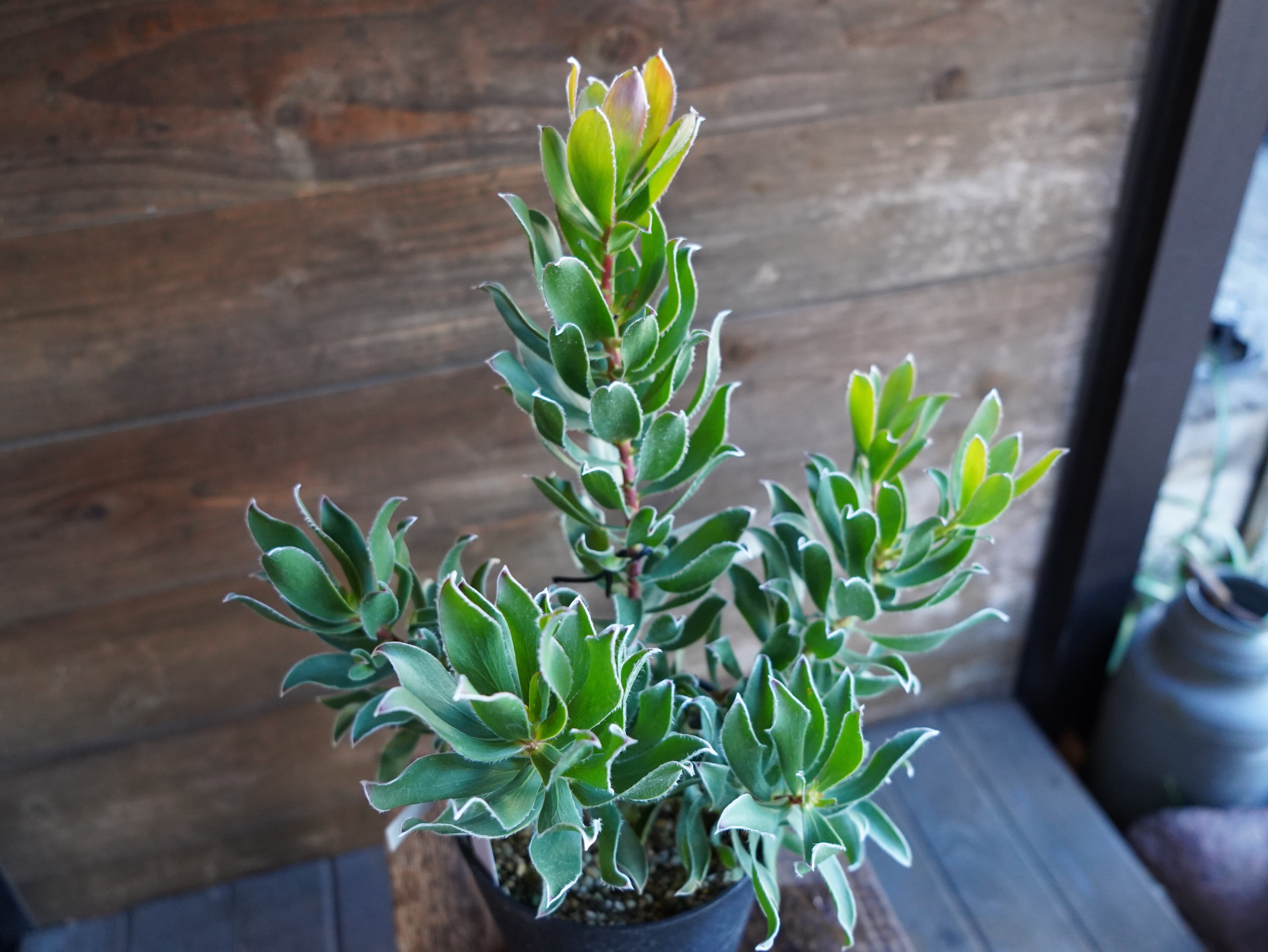 【現物】リューカデンドロン "Guaqula" B