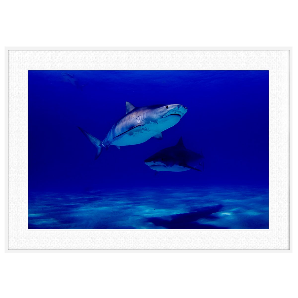 動物写真 サメ インテリア アートポスター額装 AS2985