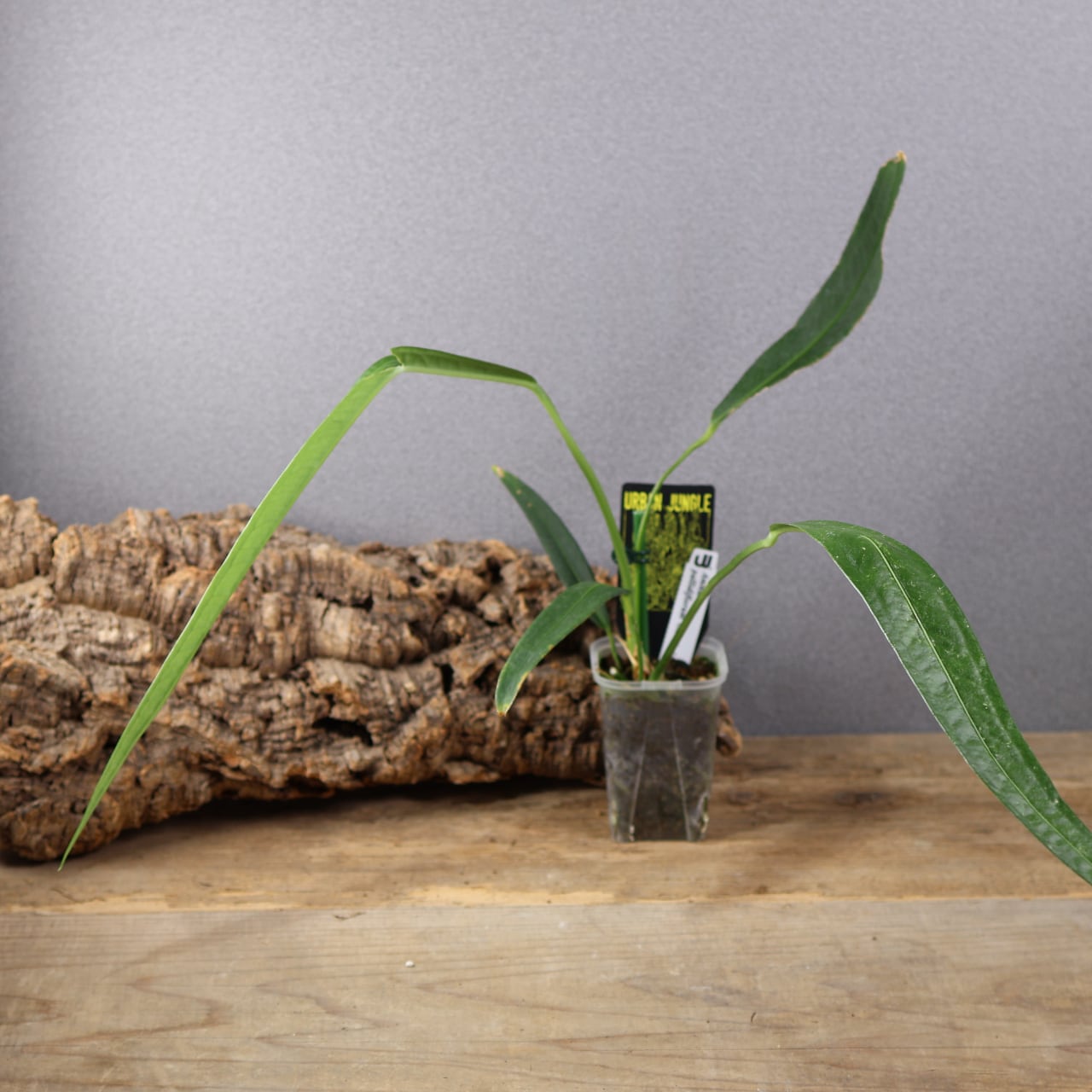 834『urban jungle アンスリウム Anthurium pallidiflorum 'Guazhalan