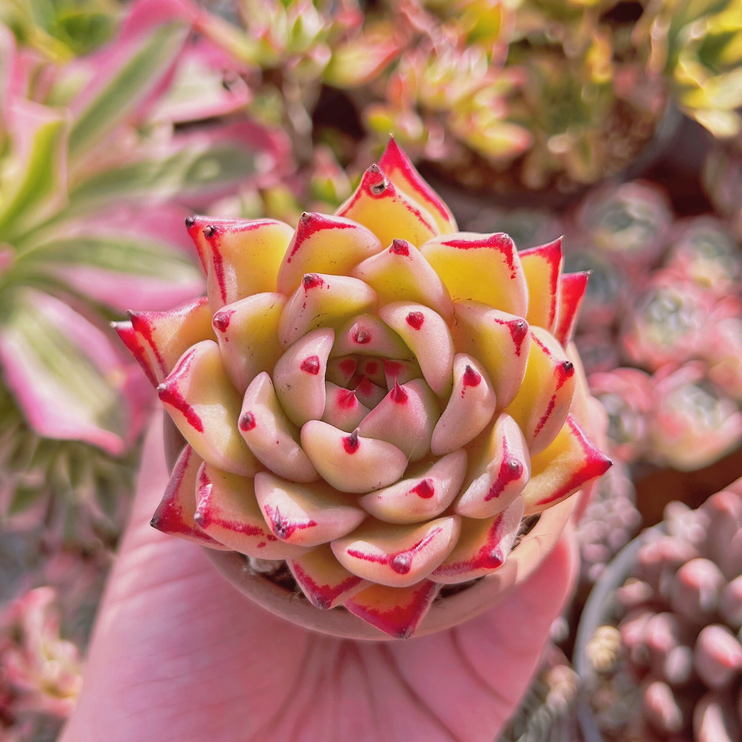 多肉植物　Echeveria　Topaz