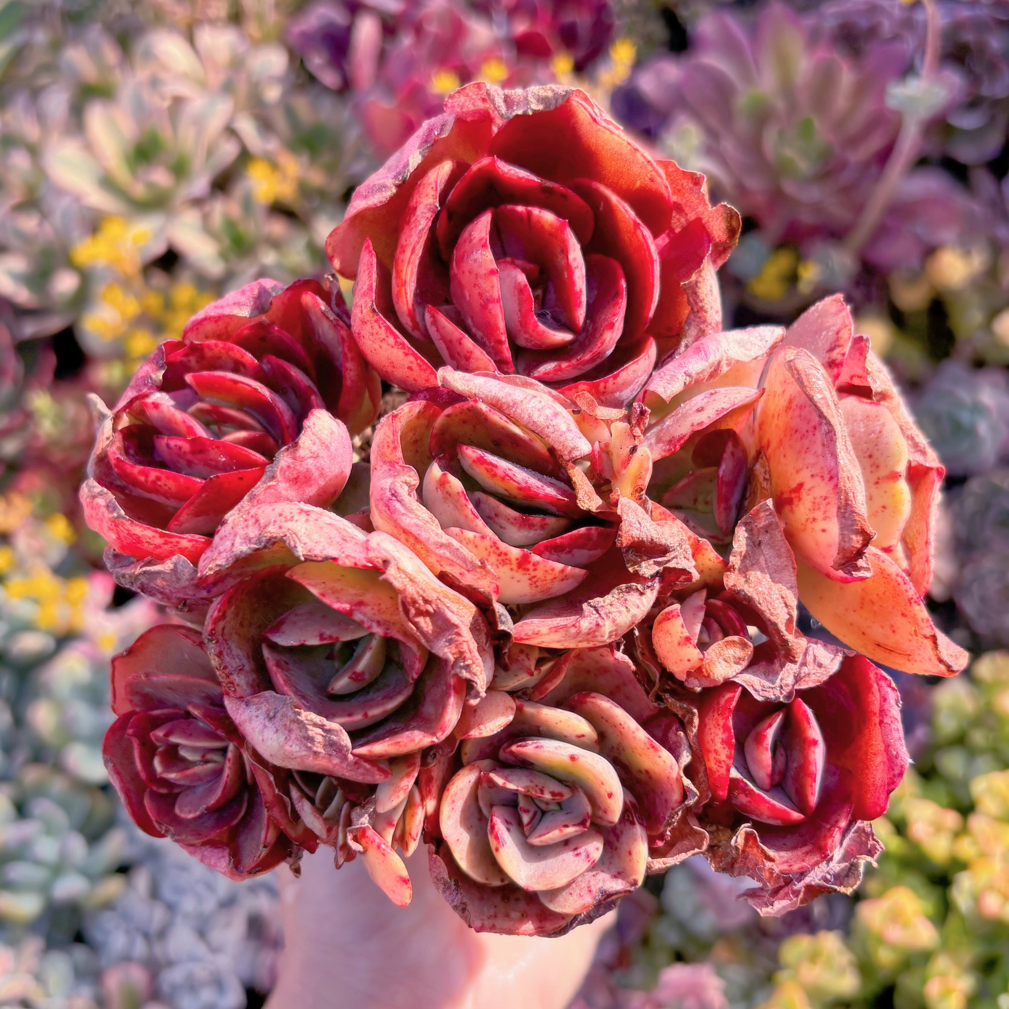 現品　大葉スヨン#C20　大群生　るる農園