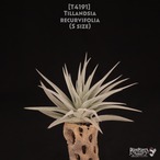 【送料無料】recurvifolia S〔エアプランツ〕現品発送T4191