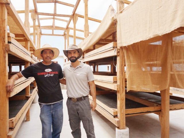 グァテマラ エルインヘルト/Guatemala El Injerto Patagonia Pacamara