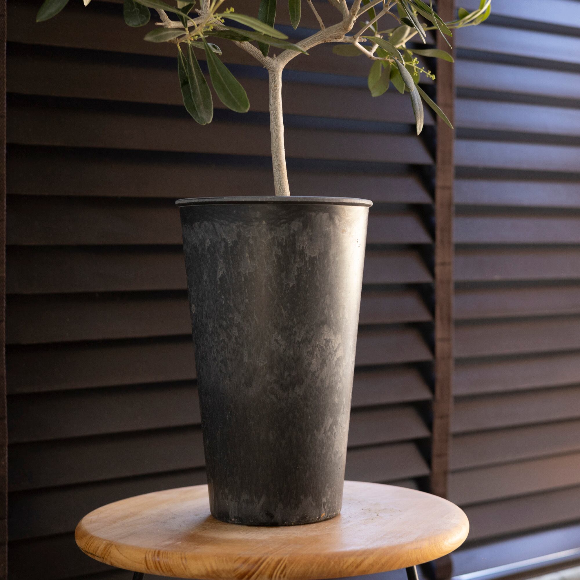 Olive オリーブの木 アスコランド アスラーノ 観葉植物 オリーブ