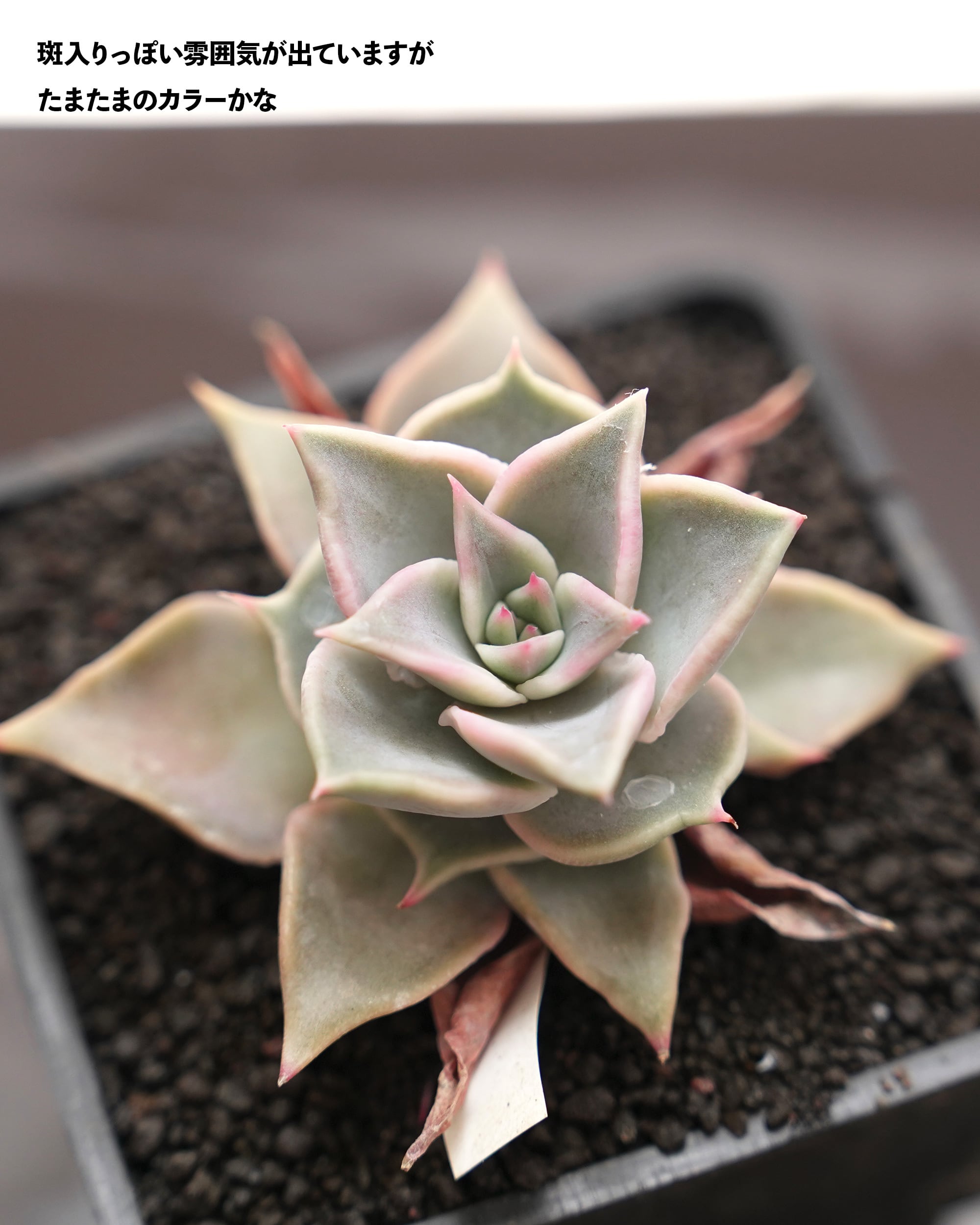 多肉植物　マディバ錦　赤斑　抜き苗 抜き苗 レッドマディバ Echeveria 'Red Madiba' | PUKUBOOK SUCCULENTS
