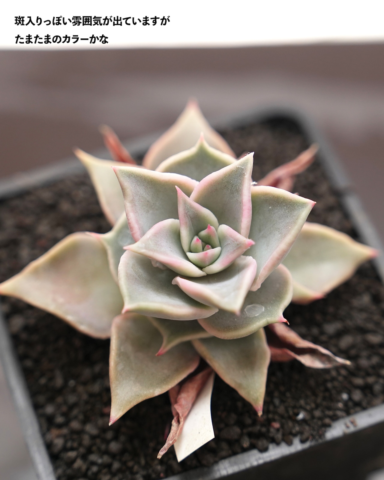 抜き苗 レッドマディバ Echeveria 'Red Madiba'