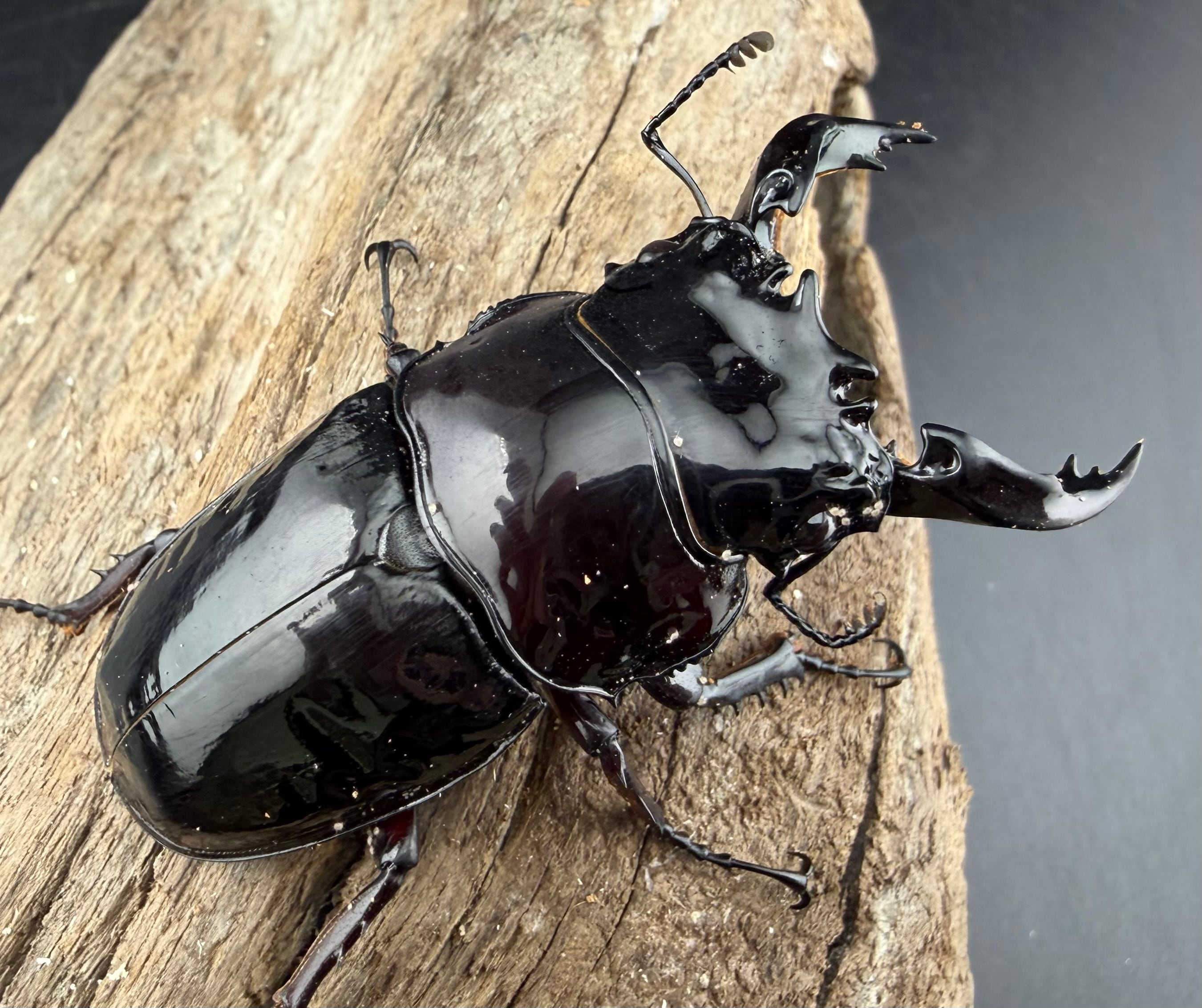 タランドゥスの仲間 | KPW公式オンラインショップ