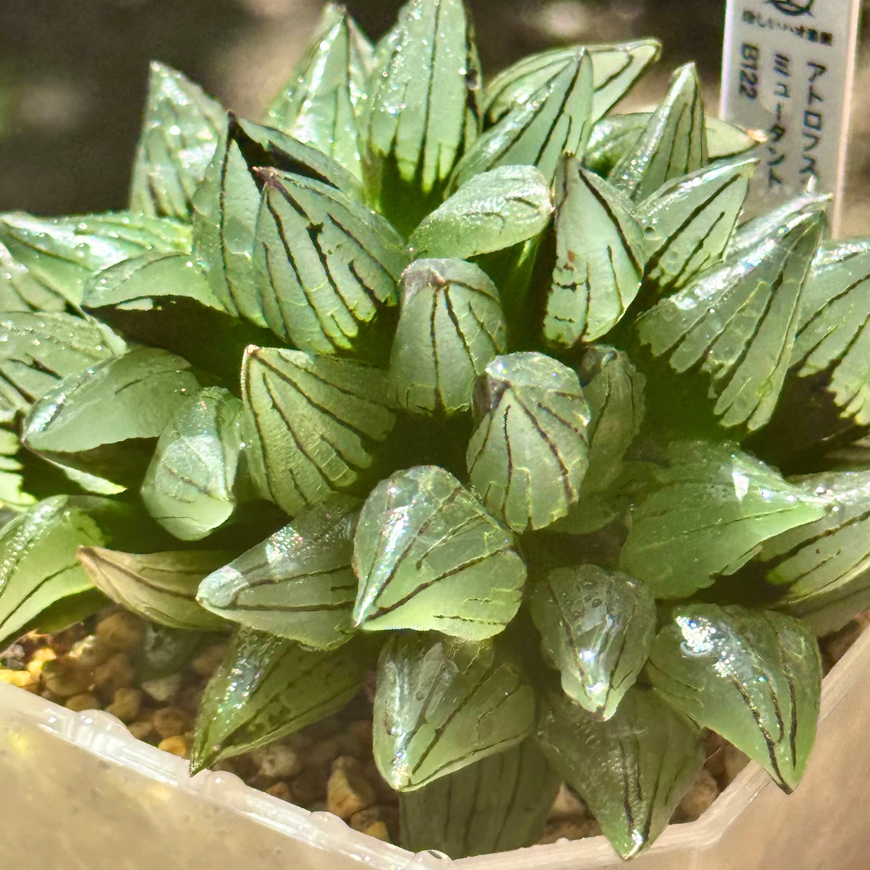 アトロフスカミュータント群生 B 122 ハオルチア観葉植物 | 珍しいハオ楽園