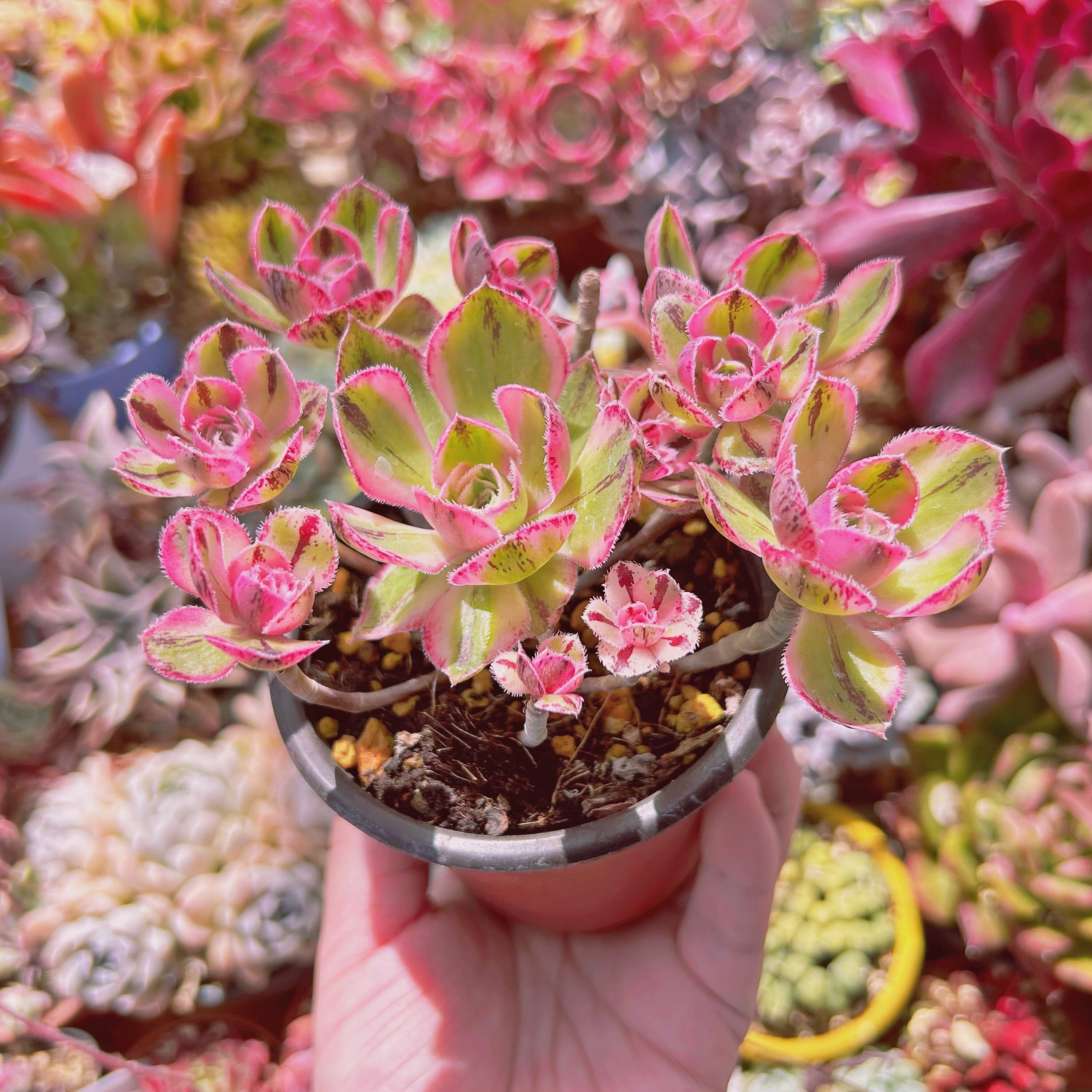 現物 多肉植物 ロスコープ錦 抜き苗 | るる農園~多肉植物専門