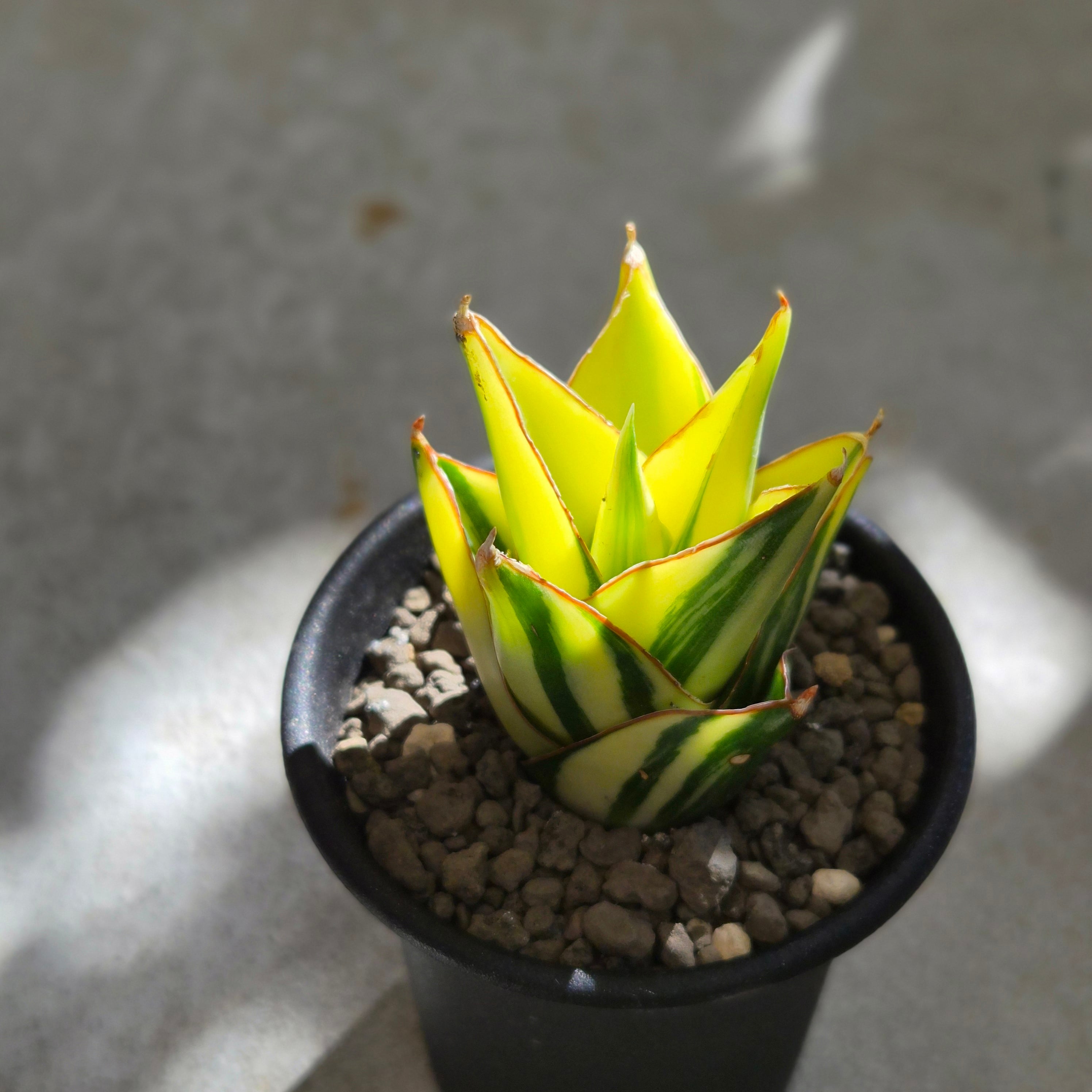 【1点のみ！】サンスベリア タワー　発根済み 子株 抜き苗 希少 斑入り Sansevieria 'Tower Variegated' サンスベリア・タワー 斑入り