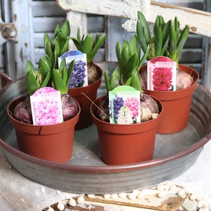 ヒヤシンス　レッド　３球　球根　水耕栽培　室内でも育つ