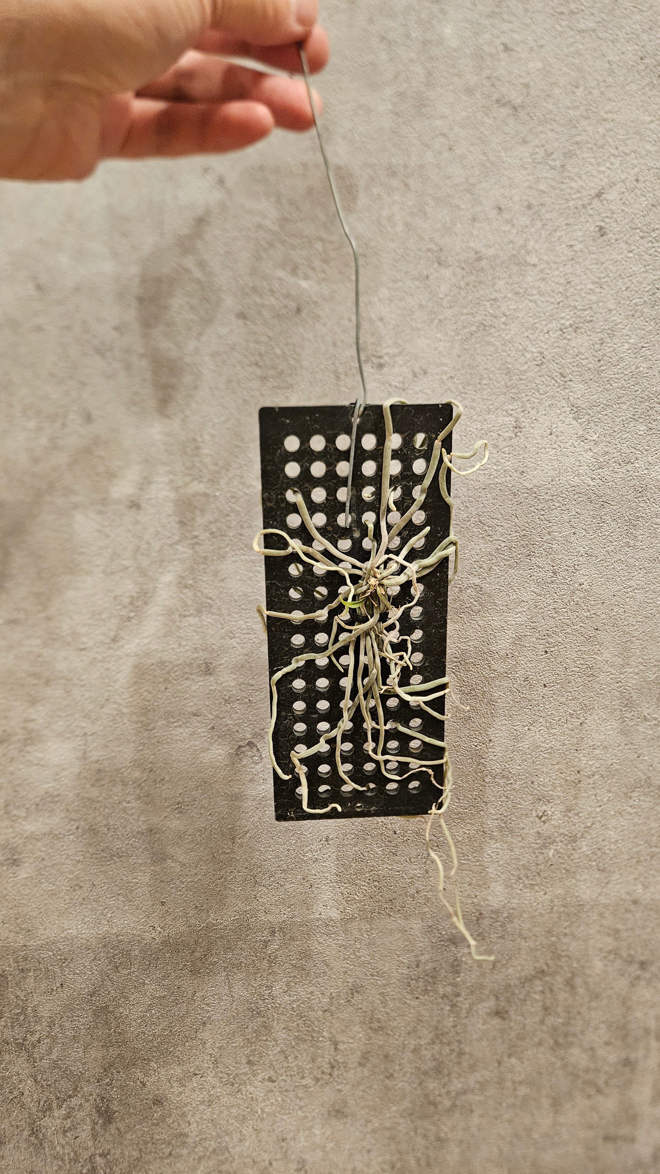 ルギアフシギバナキングドララプラスレアコイルラッキー旧裏まとめ売り