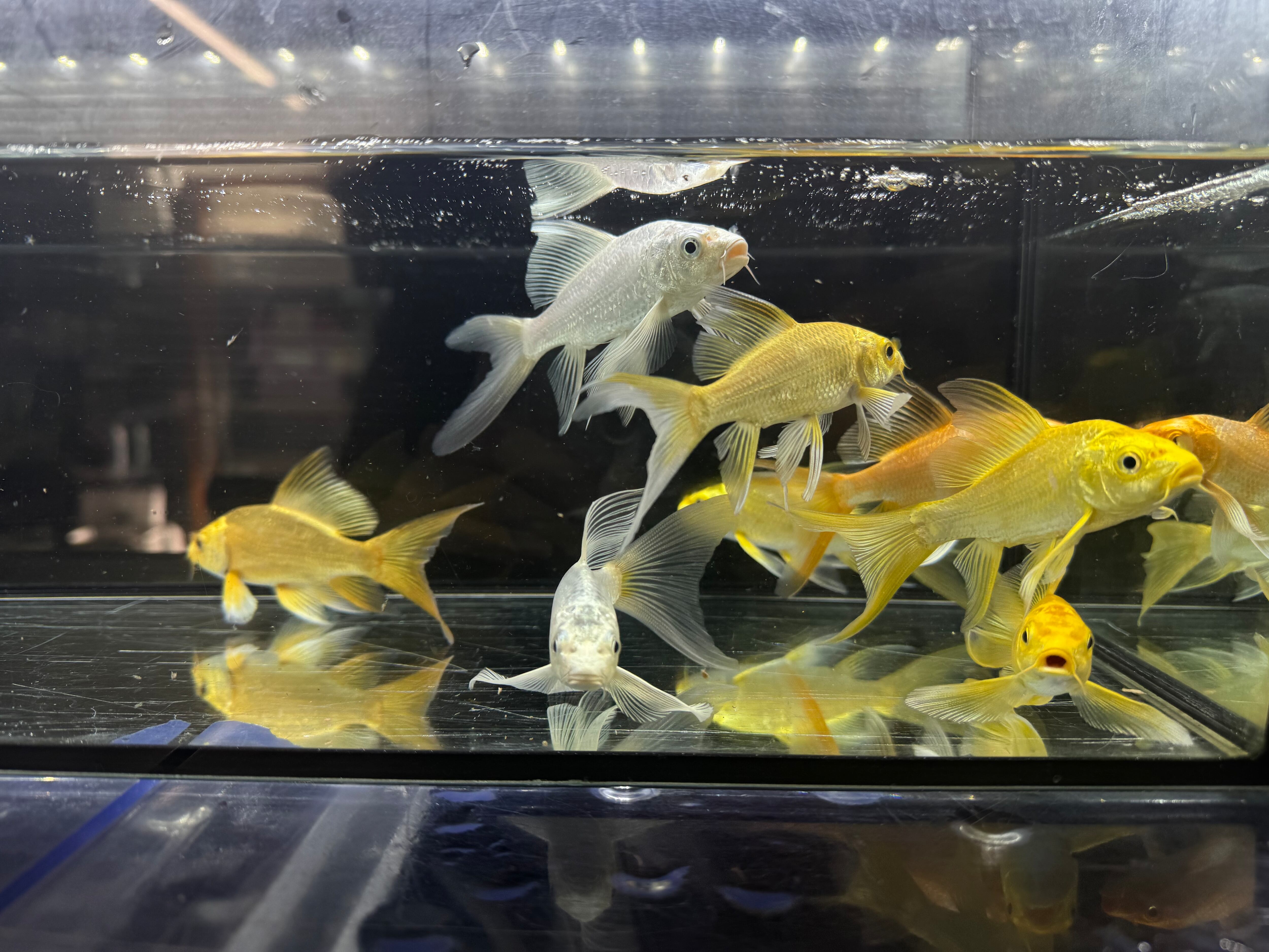 ヒレナガ鯉光物 | AQUASTYLEG