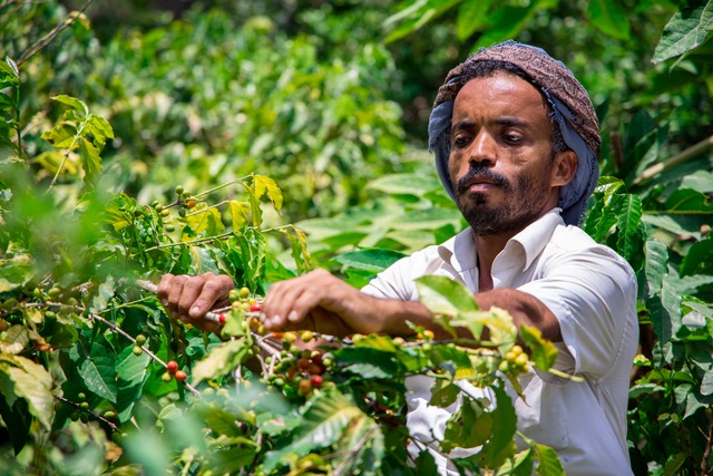 [200g] RED AQEEQ ( SILVER SERIES ) イエメン産モカコーヒー