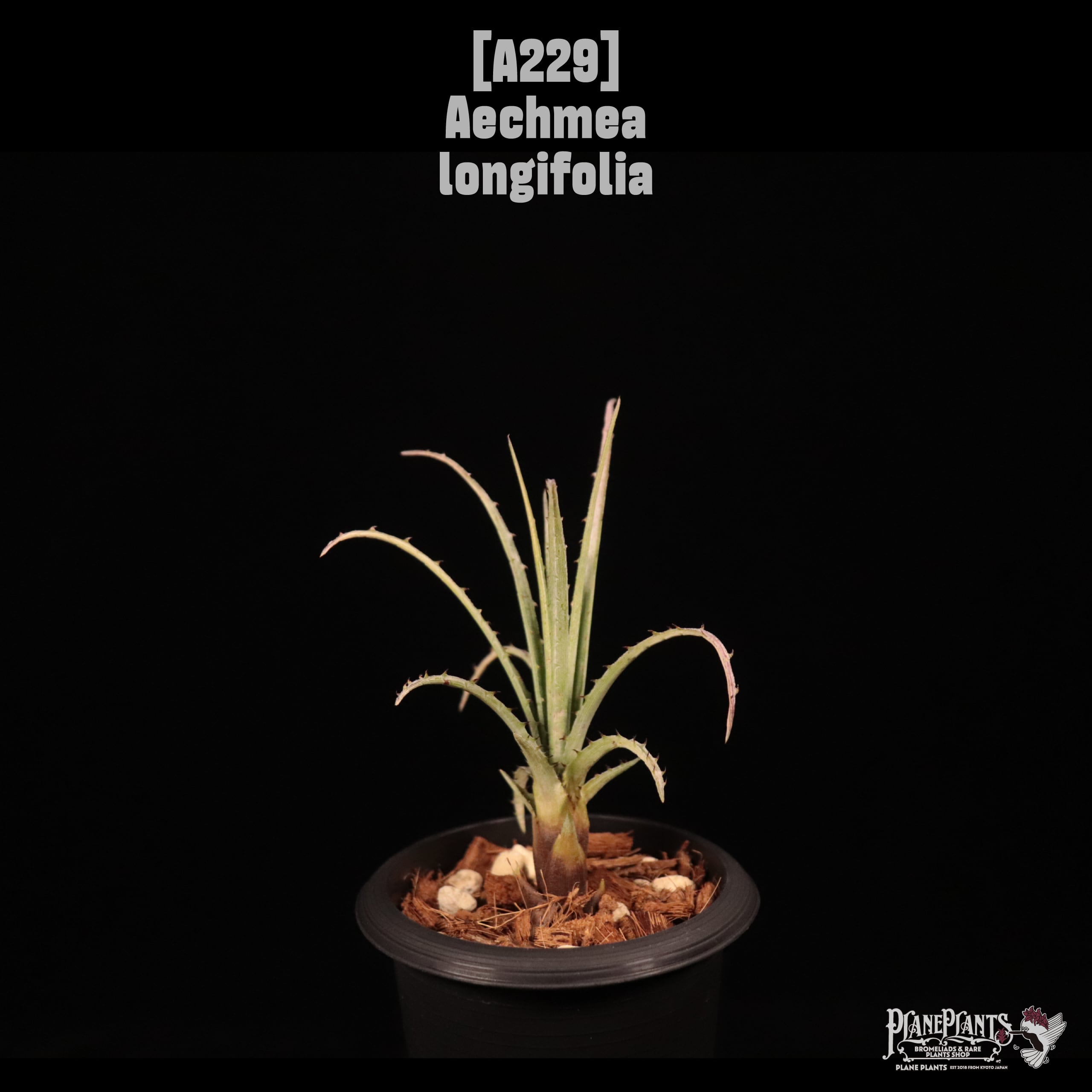 Aechmea longifolia〔エクメア〕A229