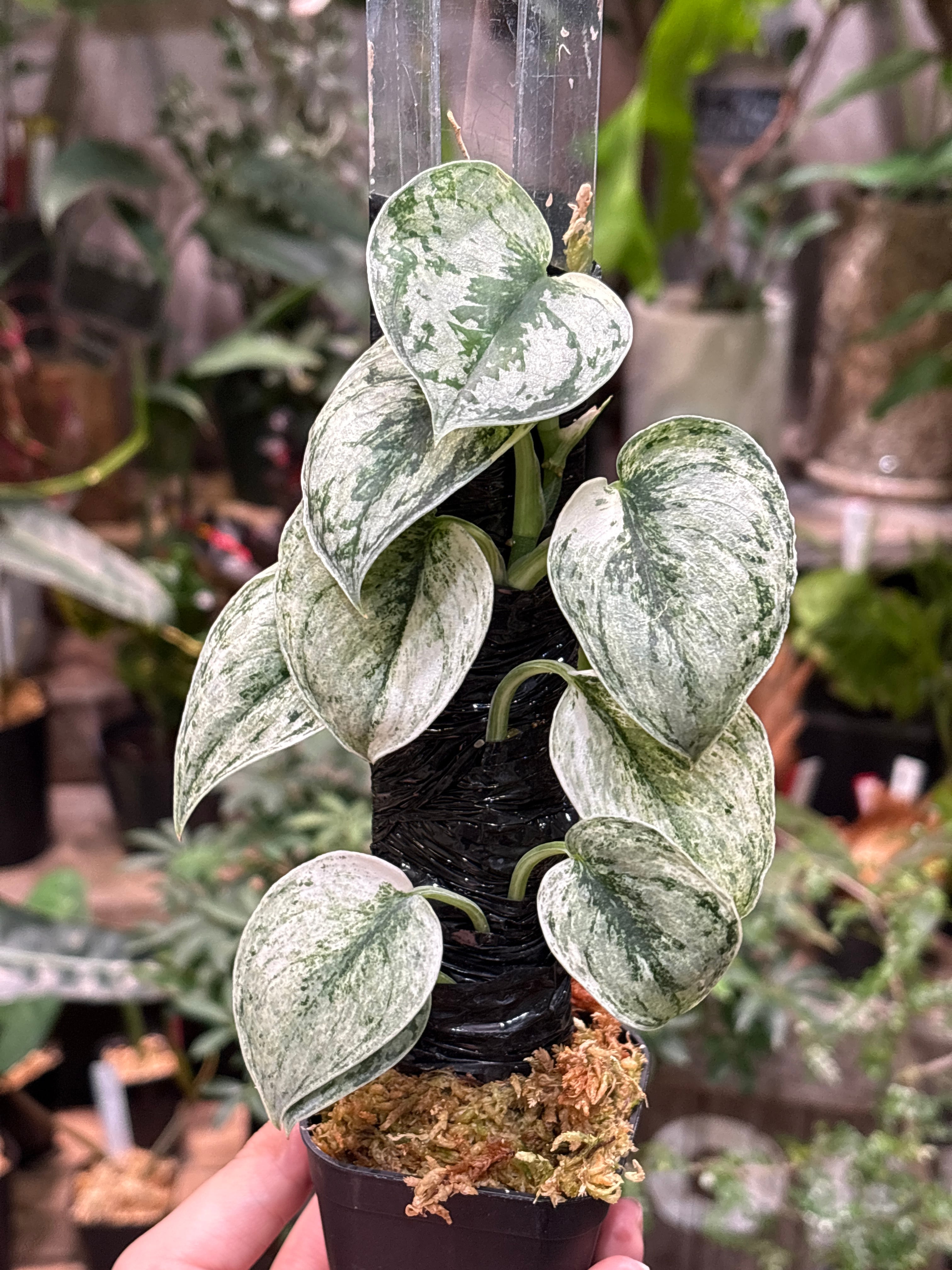 観葉植物 | MIDORIYA 観葉植物専門店