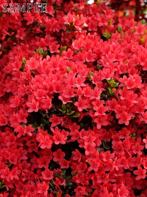 長岡天満宮　キリシマツツジ　JPEG (2)