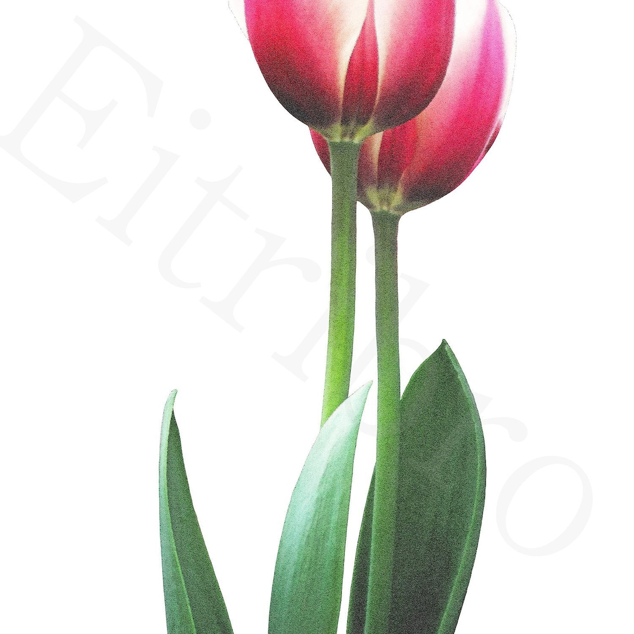 アートポスター / tulip eb111