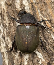 【WD】《ミンダナオアトラスオオカブト 90mmUP ペア》②