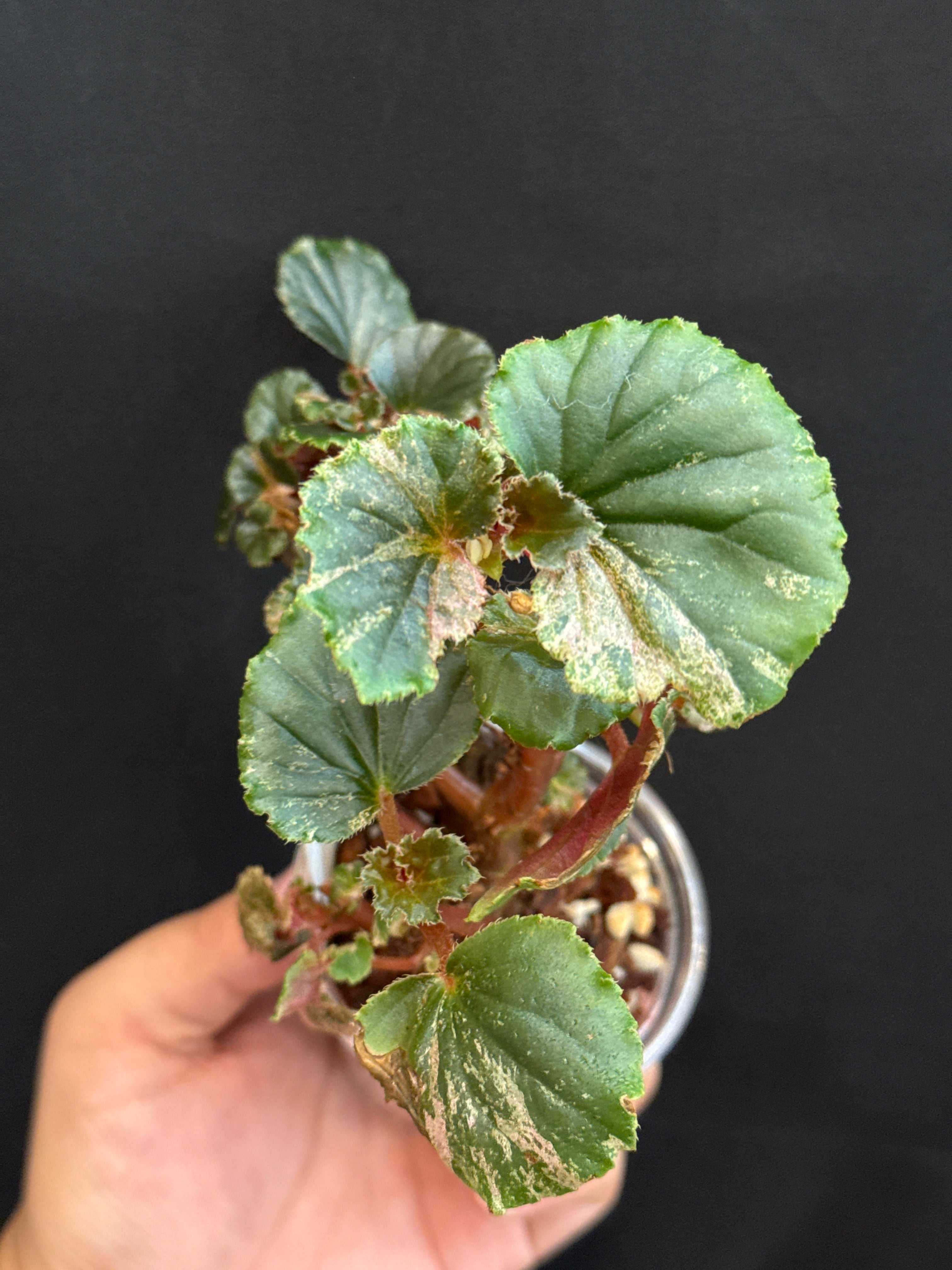 ① (Mucho) Begonia cucullata pink variegated / ベゴニア ククラータ