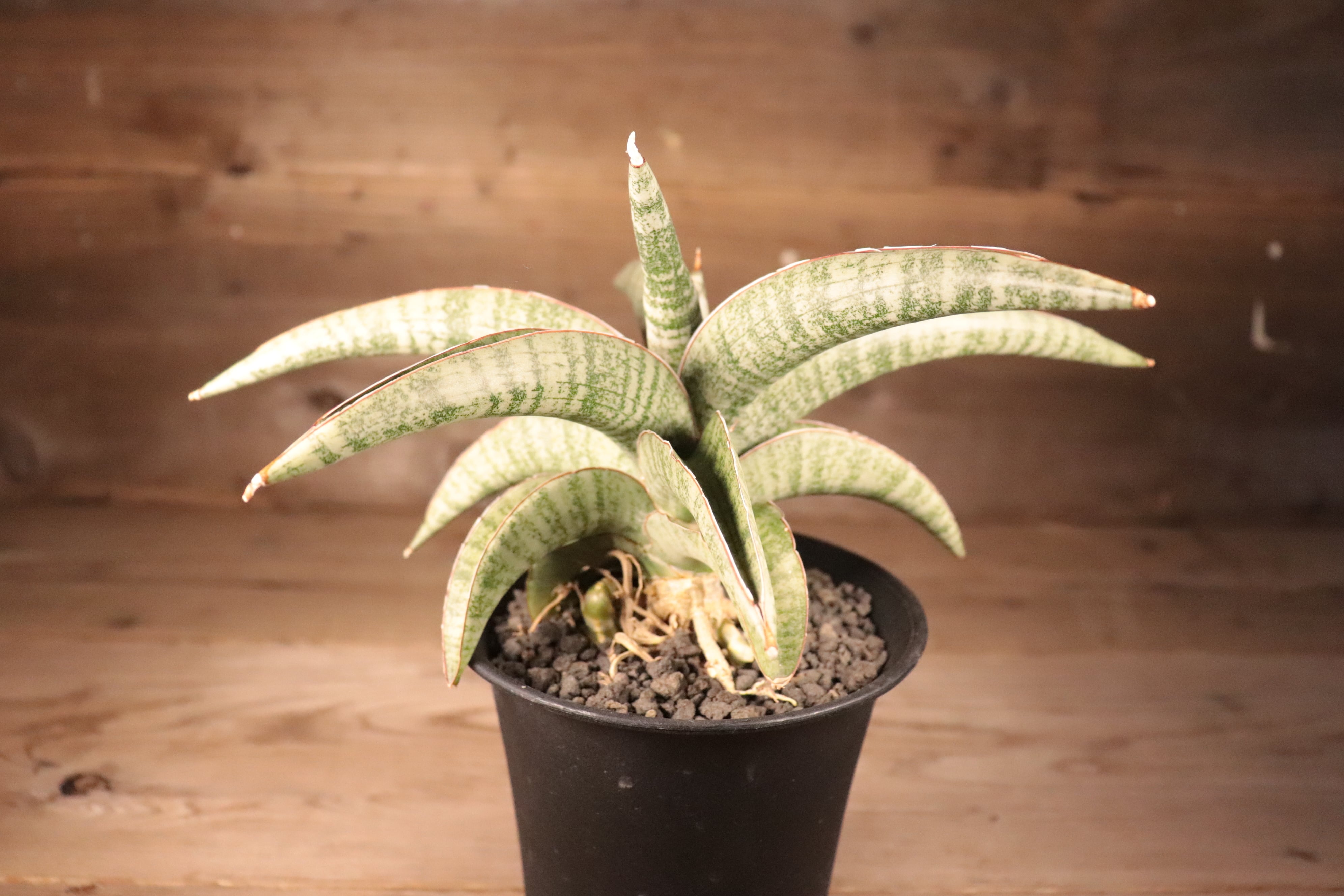 送料無料】Sansevieria Hybrid〔サンセベリア〕現品発送S0015 | plane