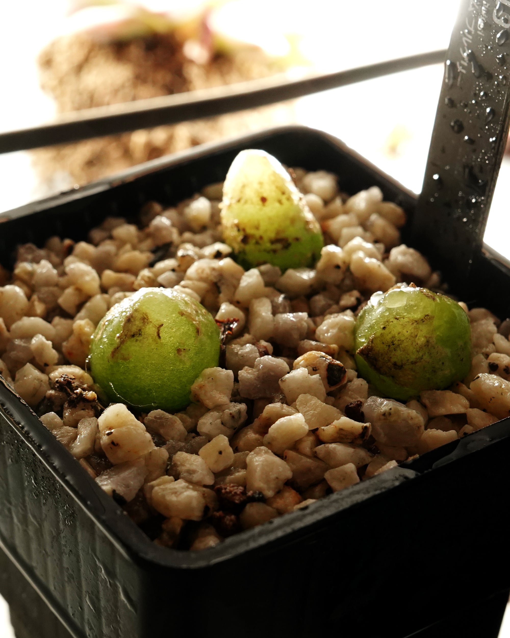 コノフィツム　ブルゲリ　中株　発根管理中 コノフィツム ブルゲリ 【多肉植物 2.5号／1個売り】｜ 【植物の
