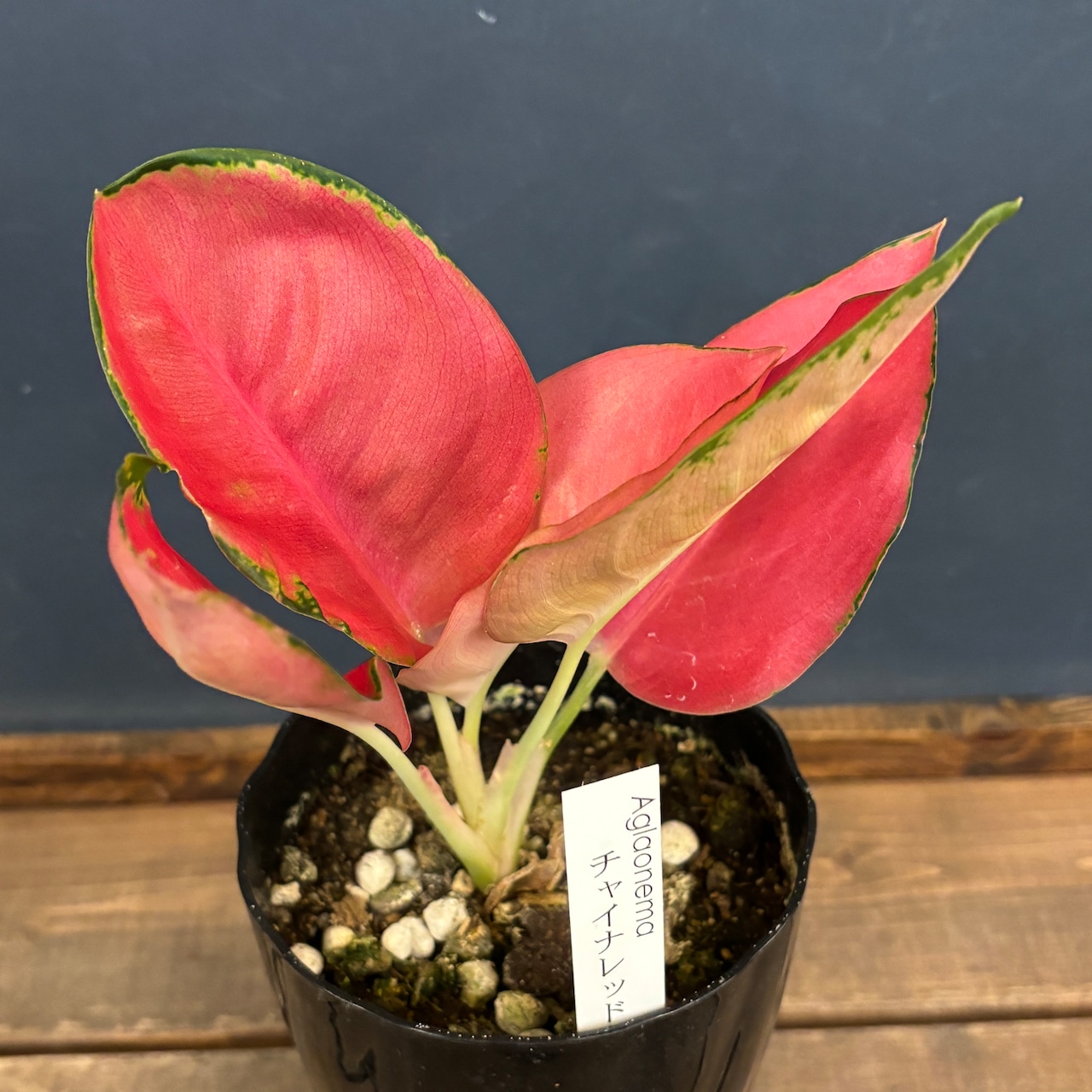 アグラオネマ チャイナレッド【553】