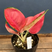 アグラオネマ チャイナレッド【553】