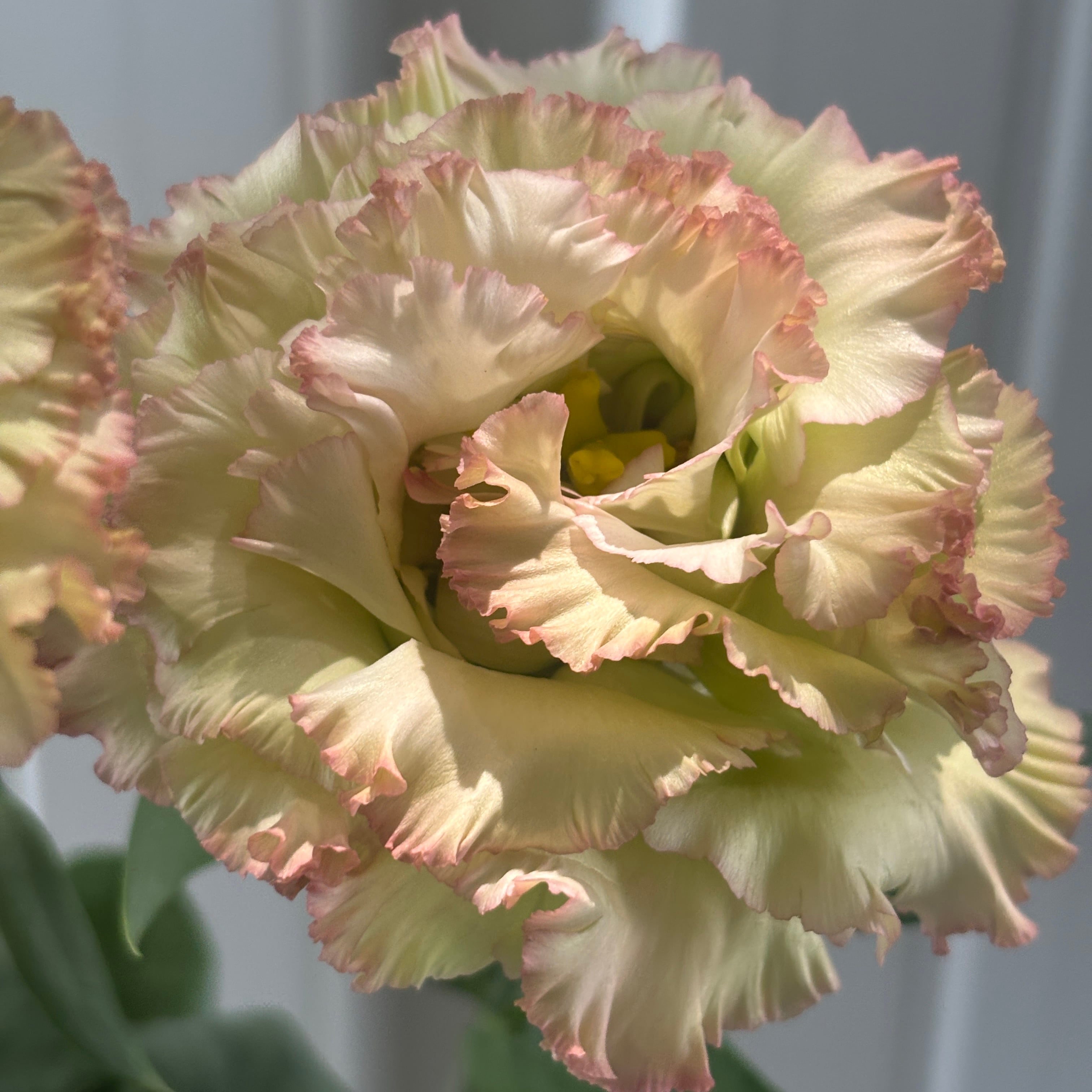 トルコキキョウ | 新鮮お花問屋 Jp-Farmers.com