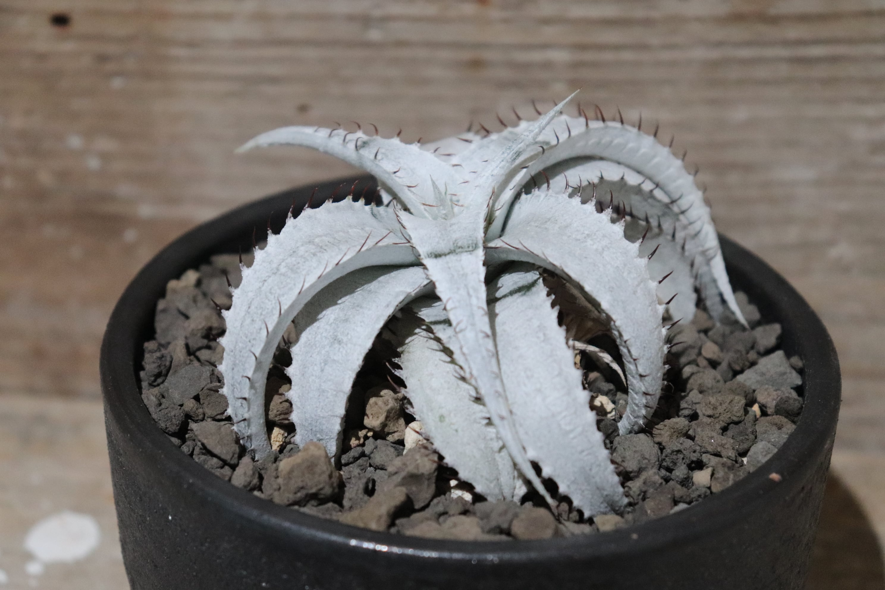 送料無料】braunii〔ディッキア〕D0000 | plane plants