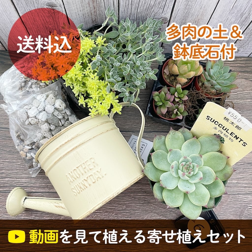 ご確認ページ　多肉植物寄せ植えセット ご確認ページ 多肉植物寄せ植えセット 多肉植物 寄せ植え セット」の