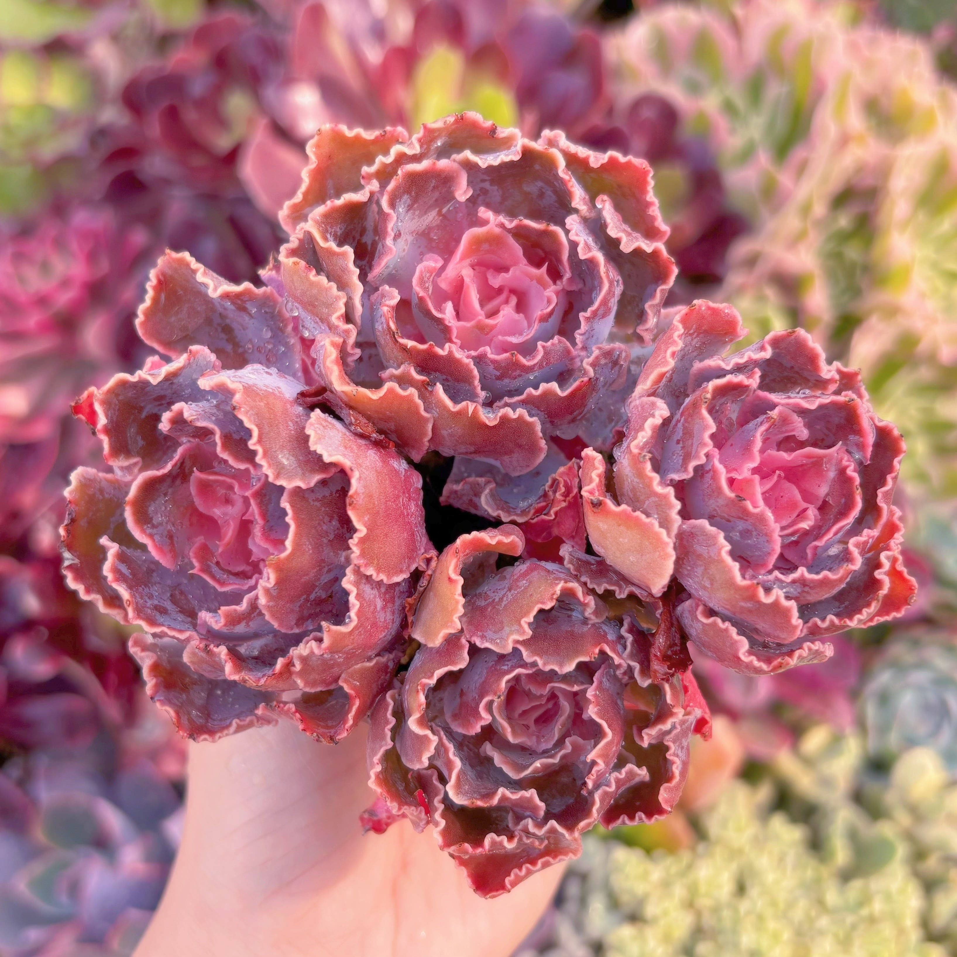 現品　シャビアナ#216　群生　るる農園