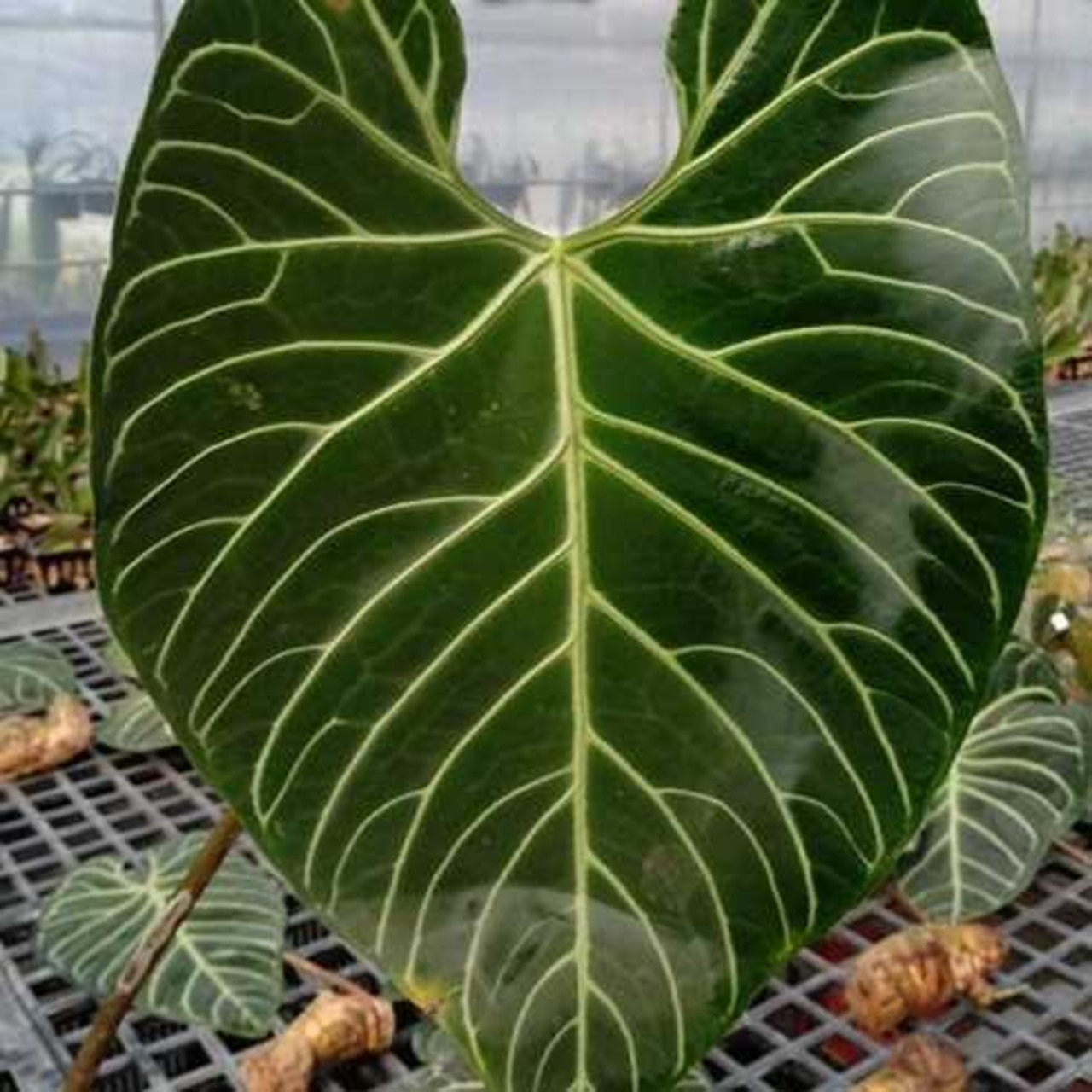 アンスリウム・レガレ / Anthurium Regale⑲│観葉植物