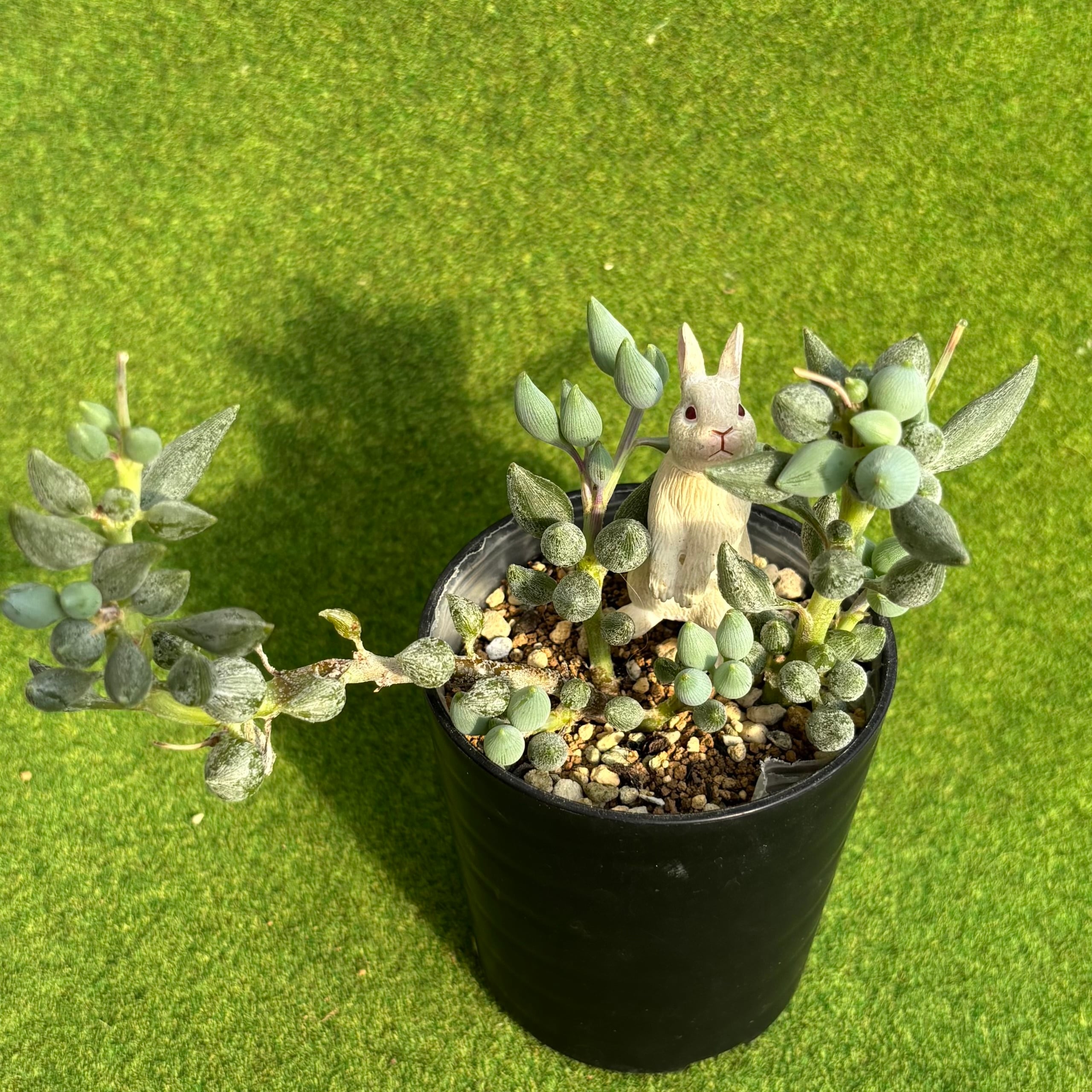 多肉植物 豆彦商店