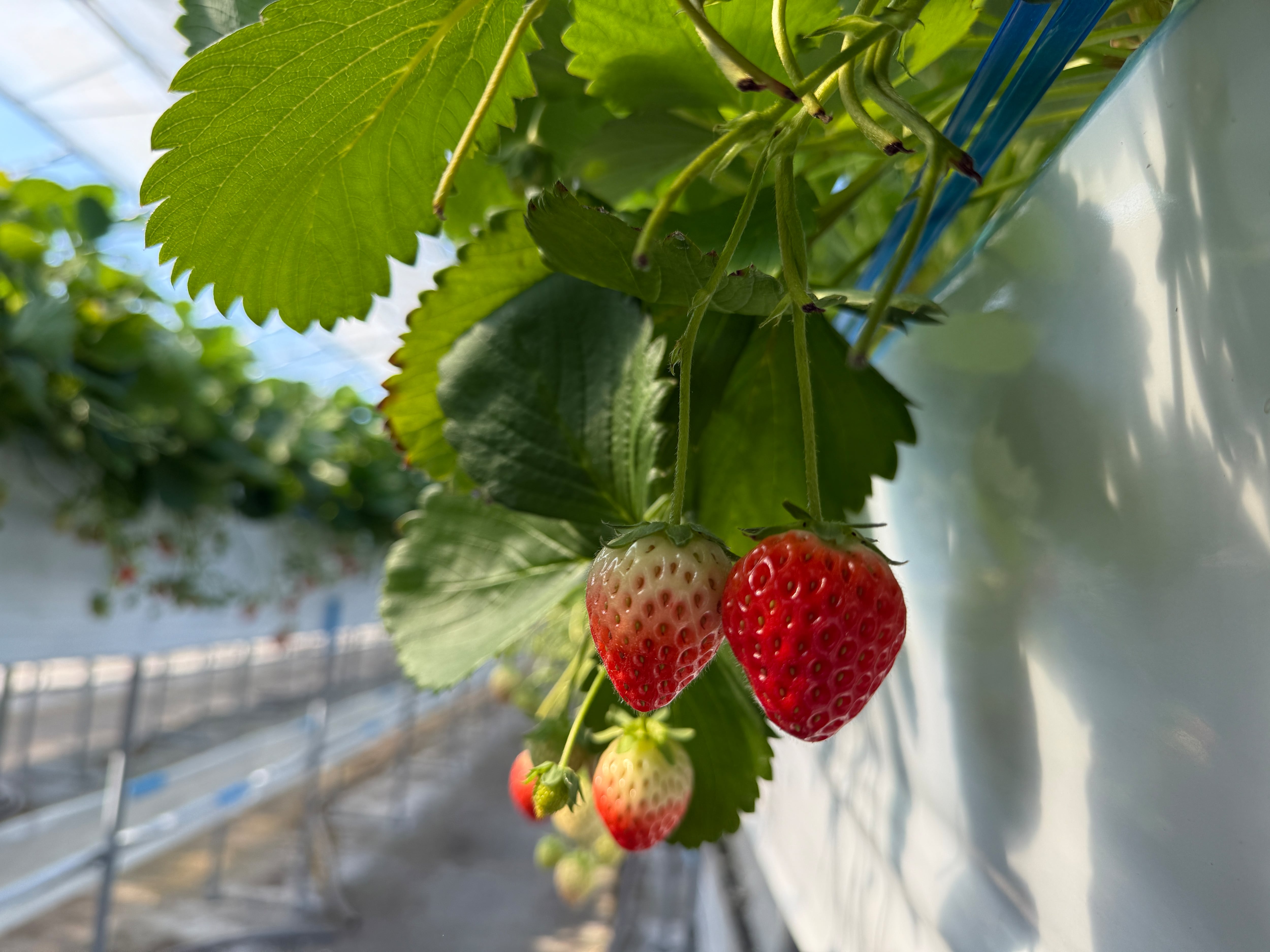 2箱セット】【M〜Sサイズ】国産夏イチゴ | Japan Fruits