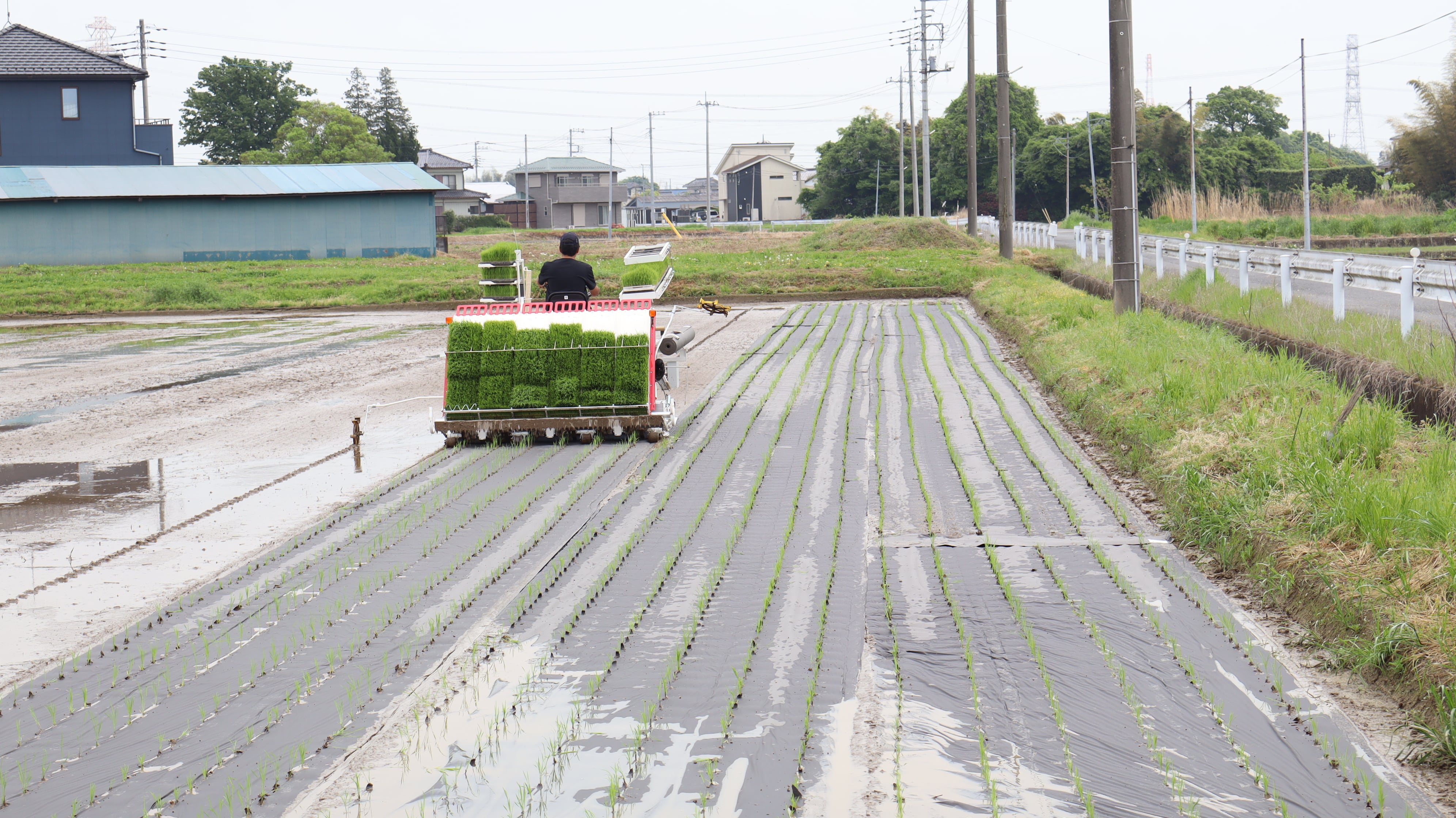 幸ヒカリ】令和8年産コシヒカリ 無農薬無化学肥料栽培 5㎏【新米