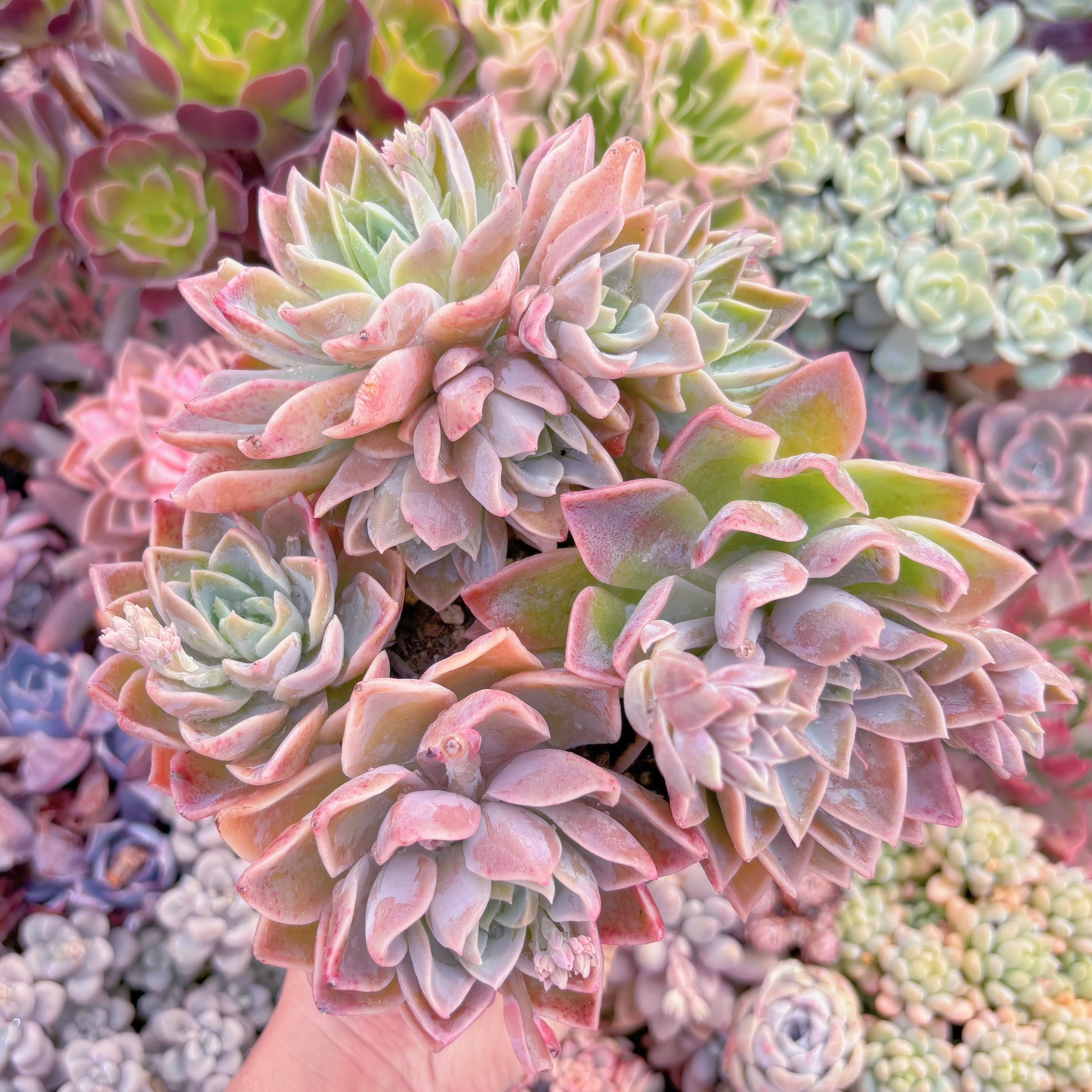 現品　ラブリーローズx白牡丹#281　特大　るる農園