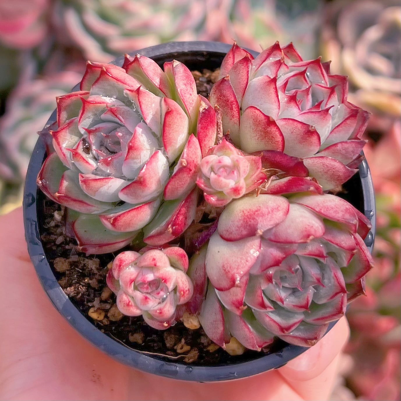 現品　ピンク女王#2229　群生　るる農園