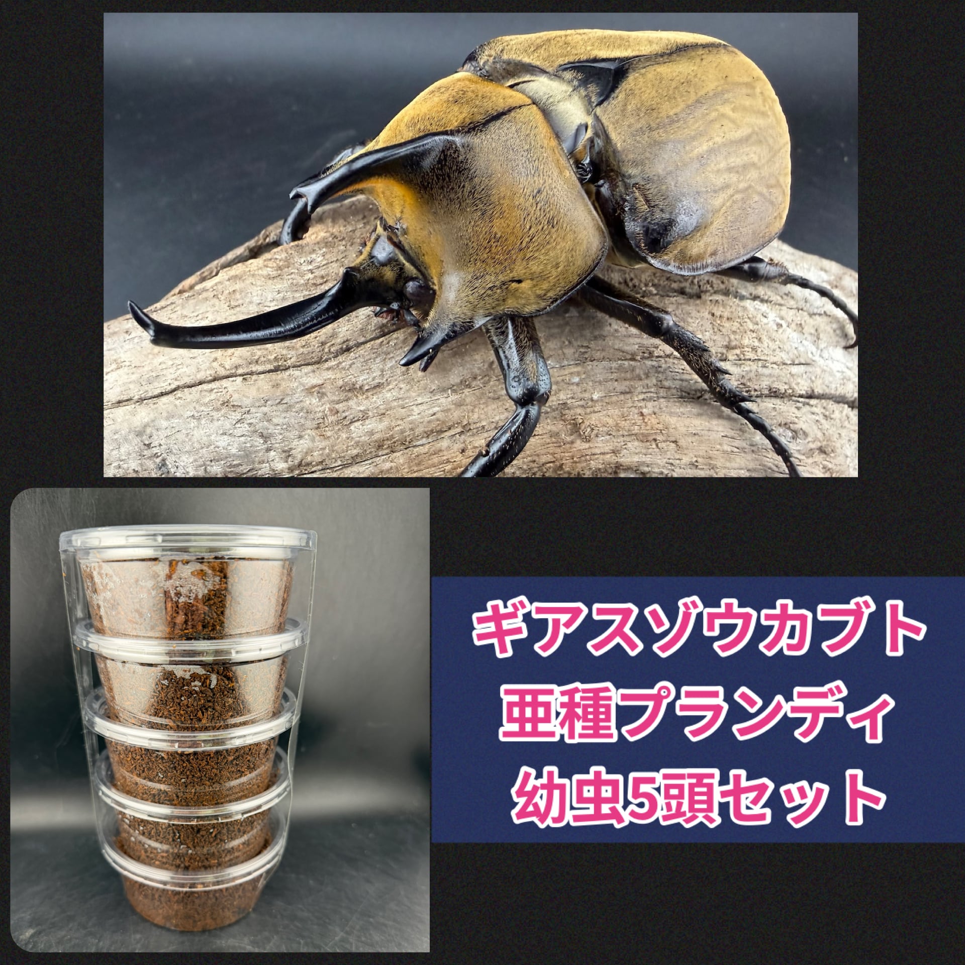 ギアスゾウカブト亜種プランディ 幼虫5頭セット》 | KPW BASE店