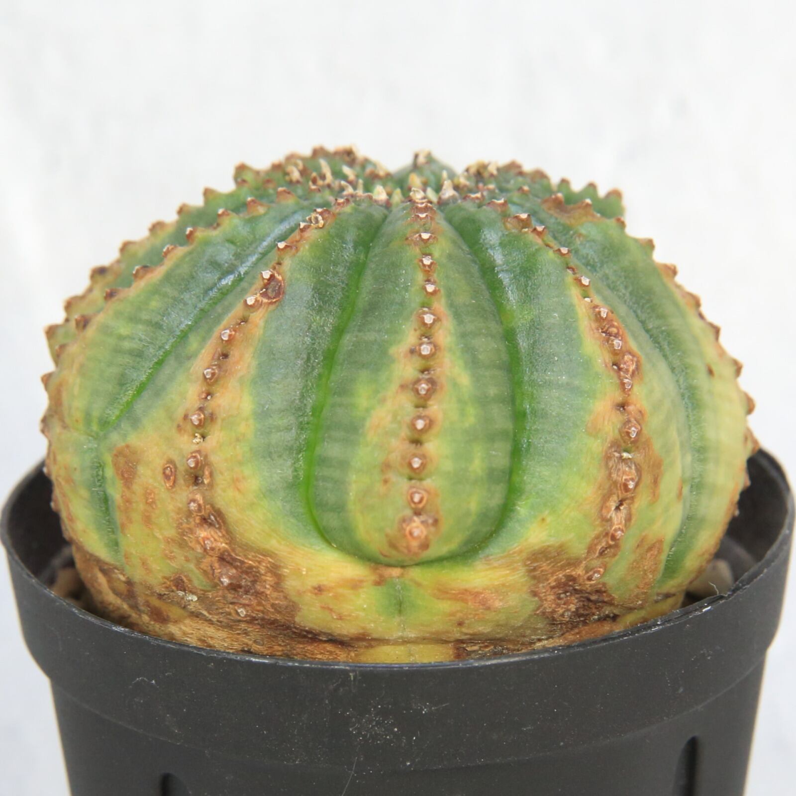 イタリア輸入 激レア 希少斑入り ダブルベッド オベサ 塊根植物  